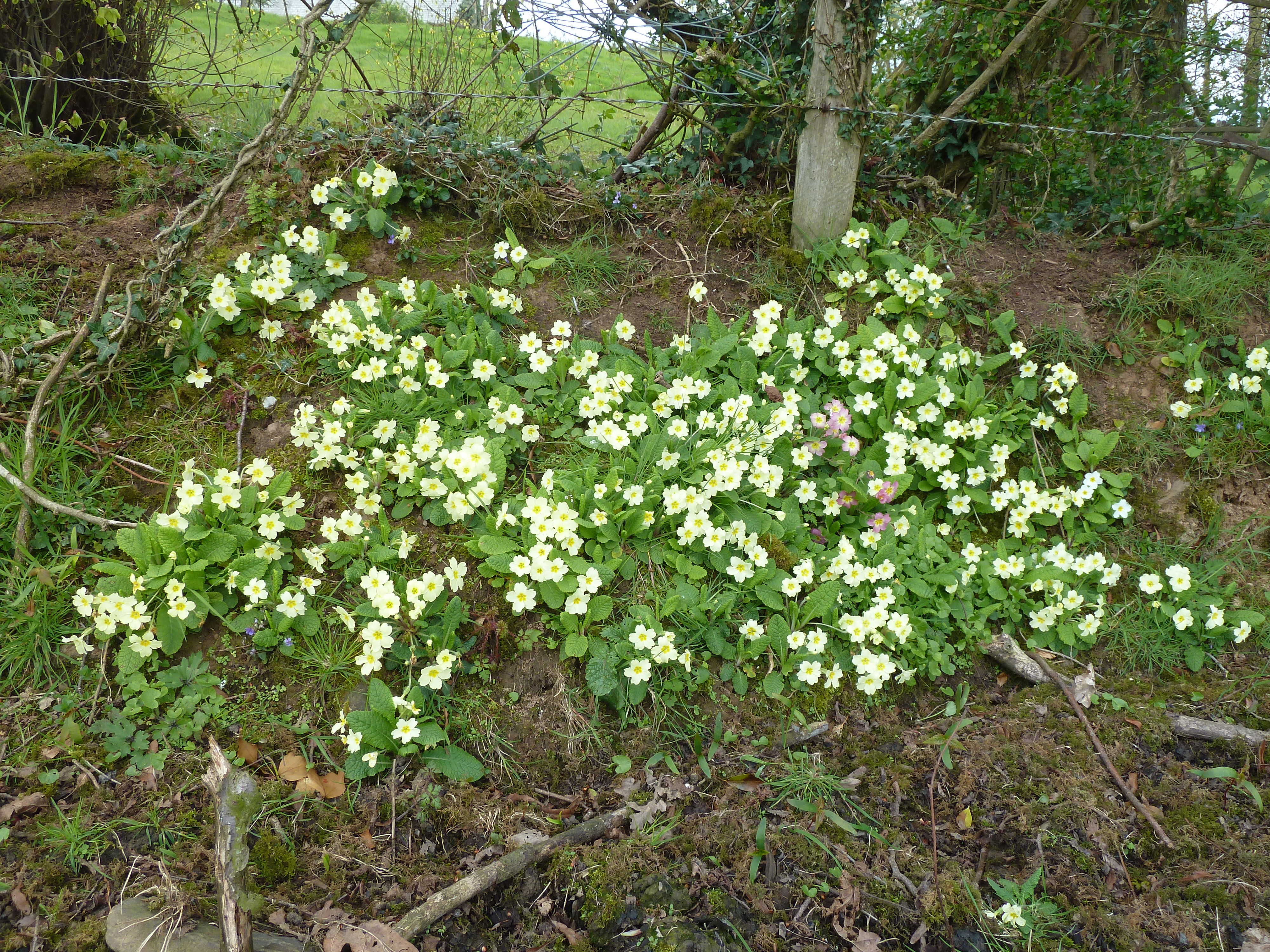 PrimulaVulgarisKbracken