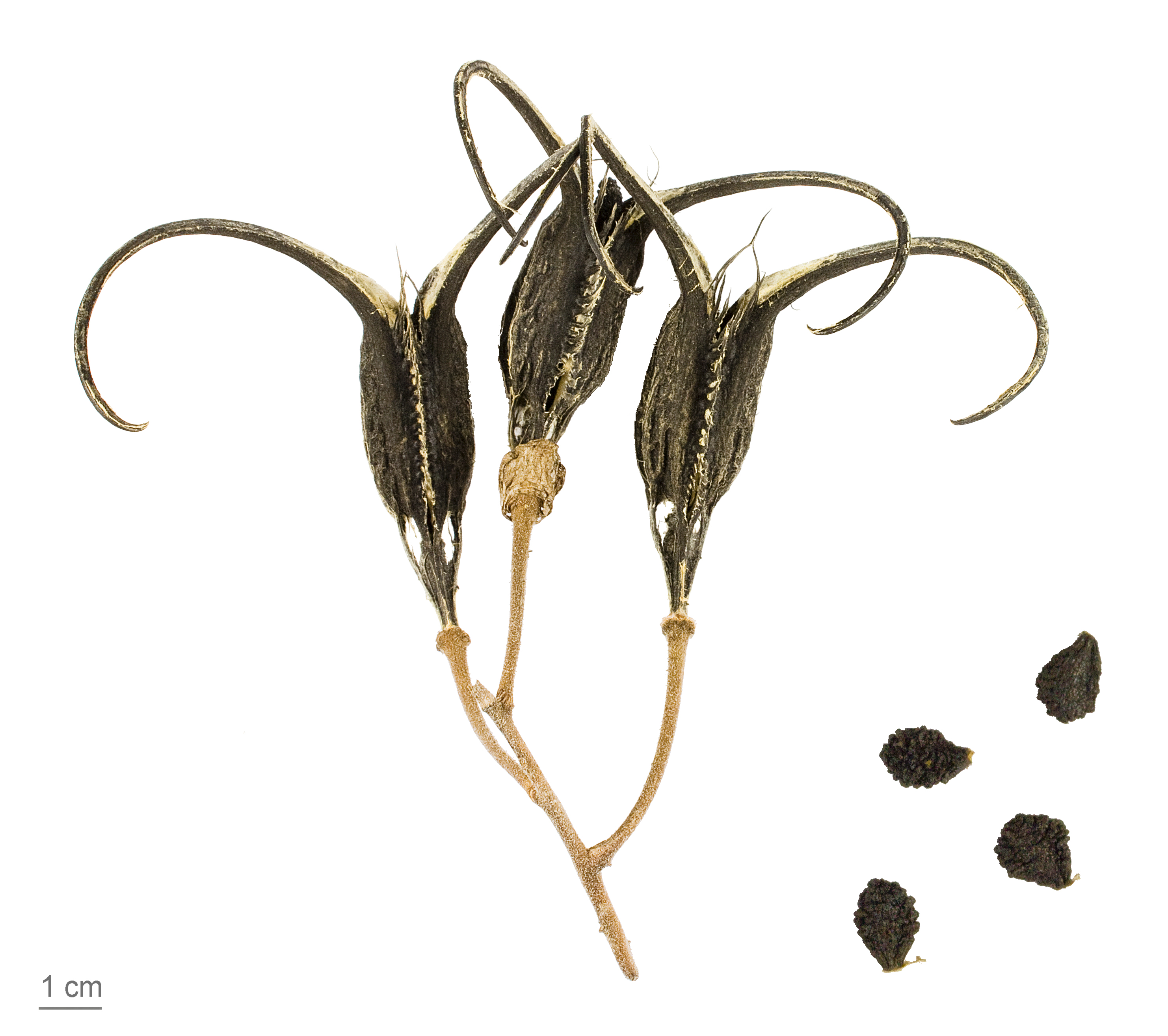 Proboscidea parviflora MHNT.BOT.2011.18.23