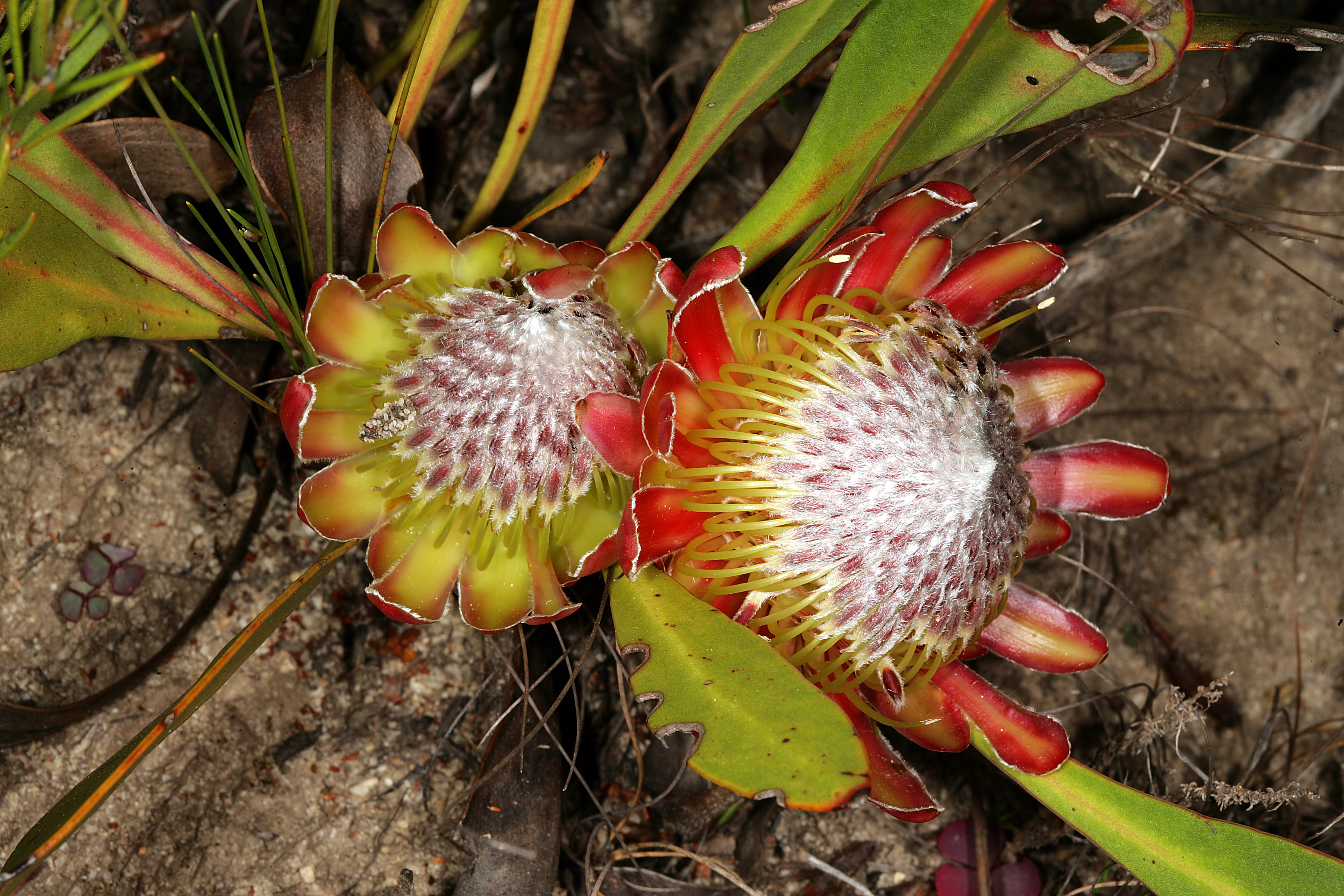 Protea acaulos 1DS-II 3-5862