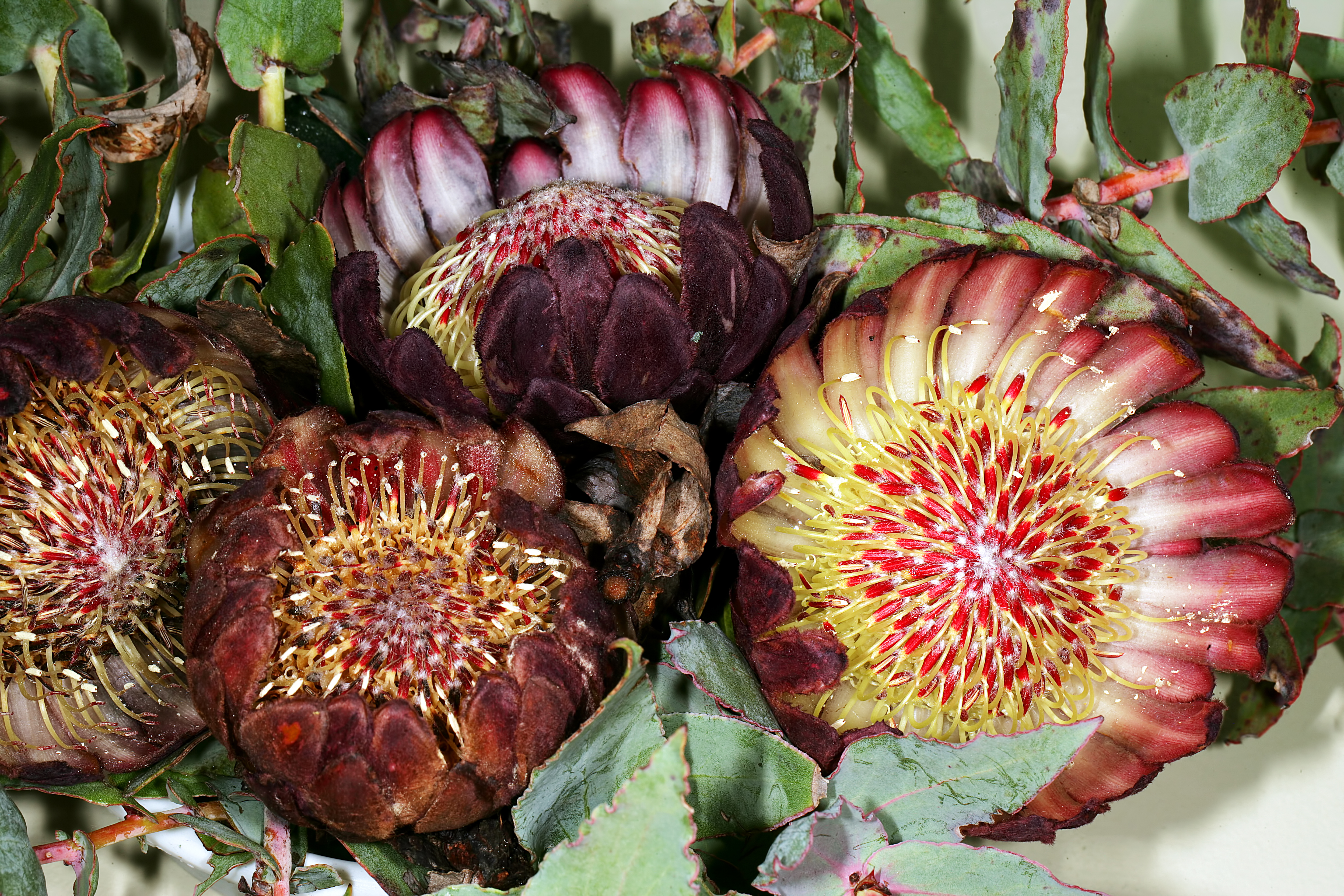 Protea amplexicaulis 1DS-II 3-8346