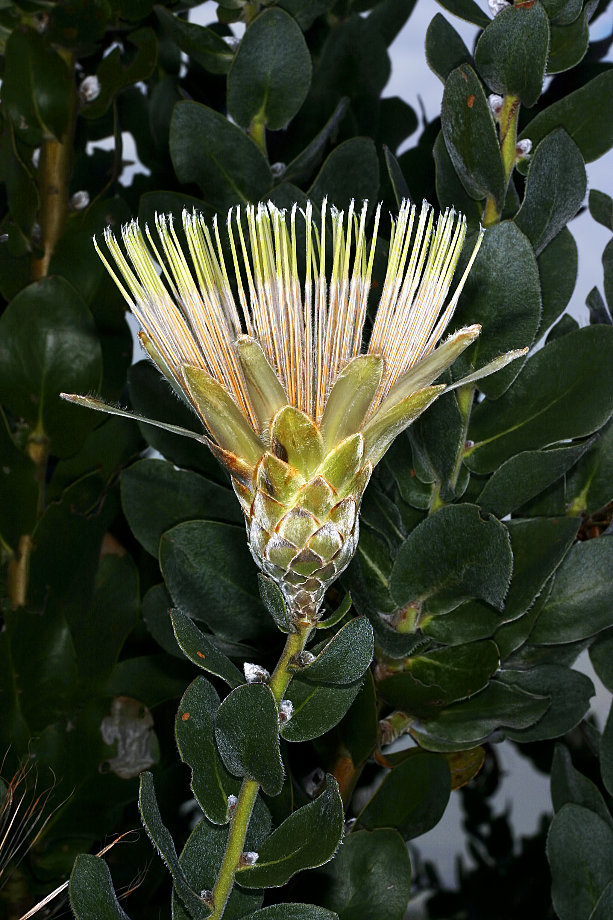 Protea aurea subsp. potbergensis 0276