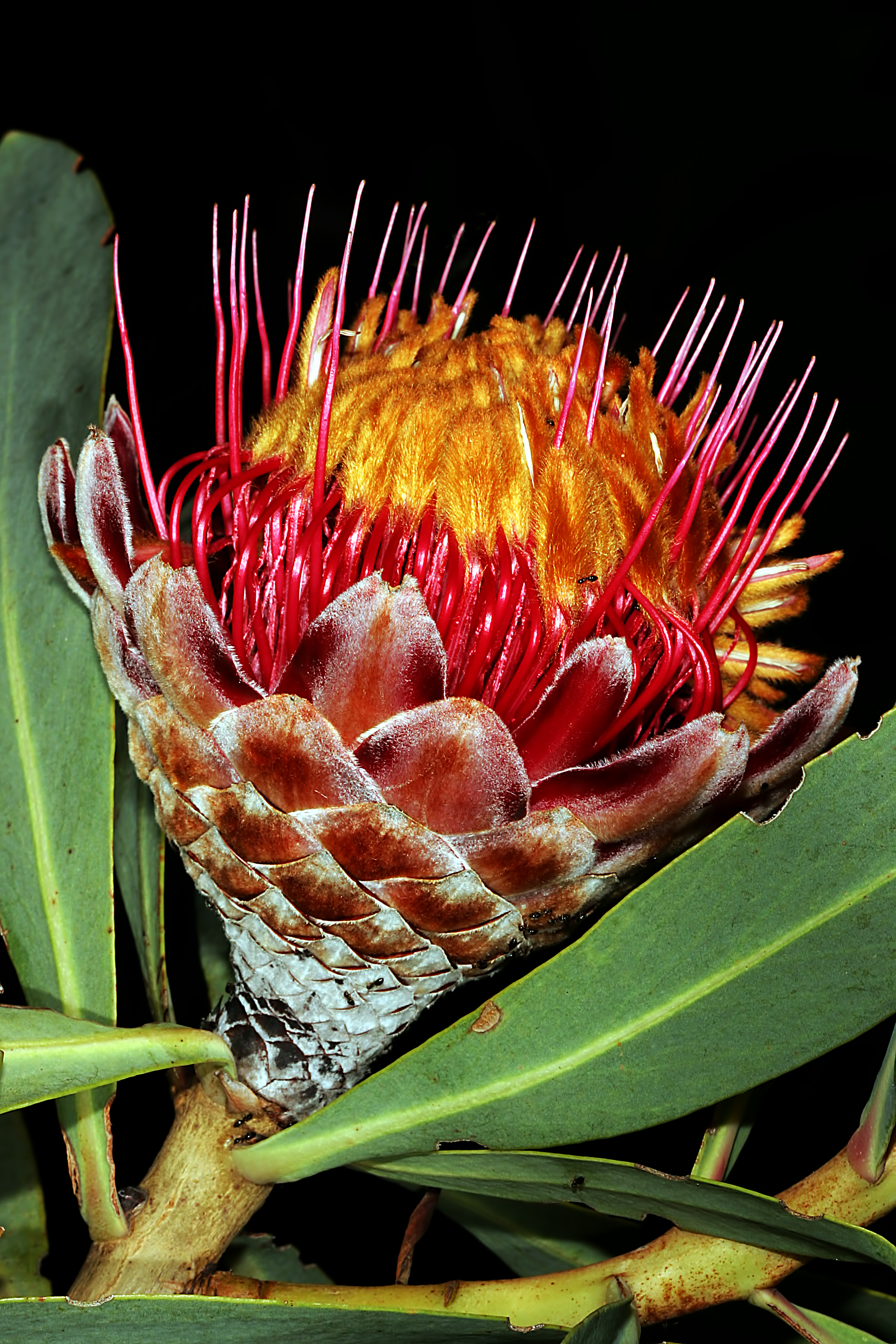 Protea laetans 0314