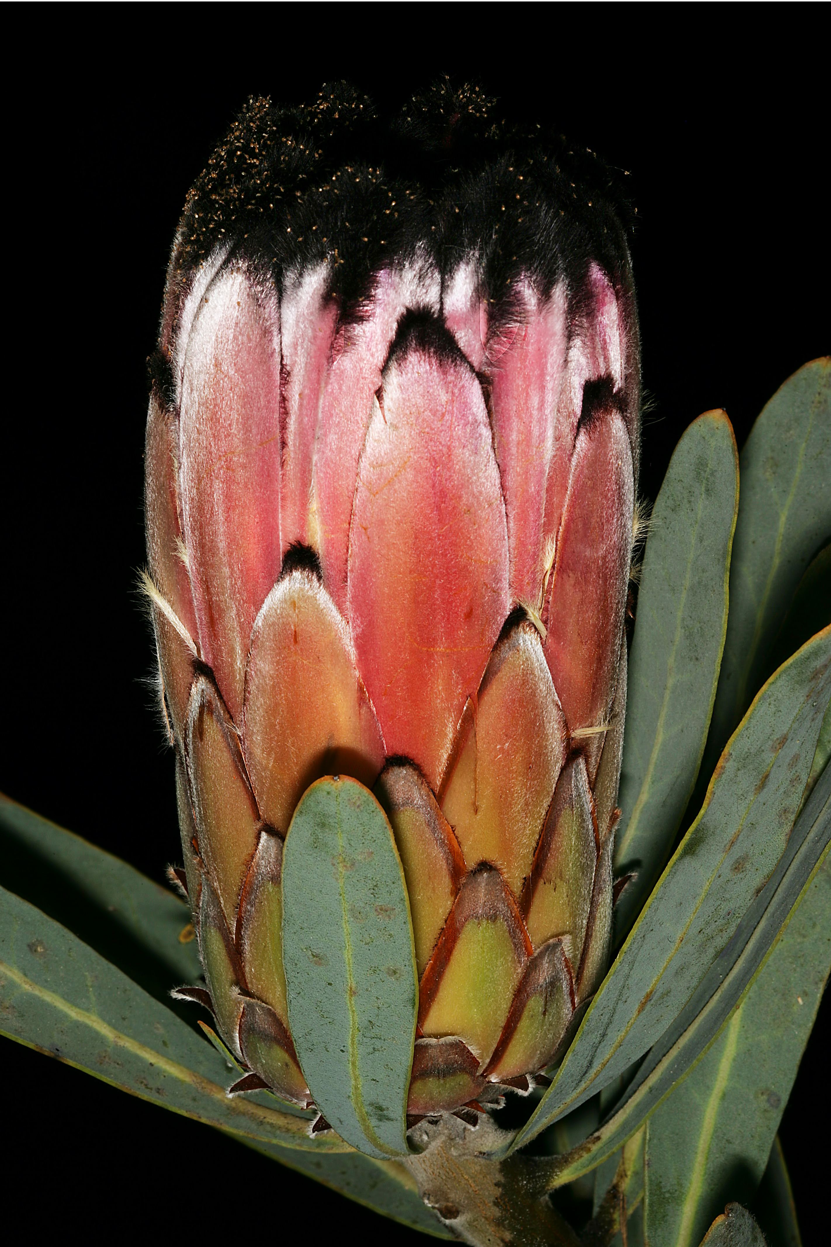 Protea laurifolia 1DS-II 3-5543