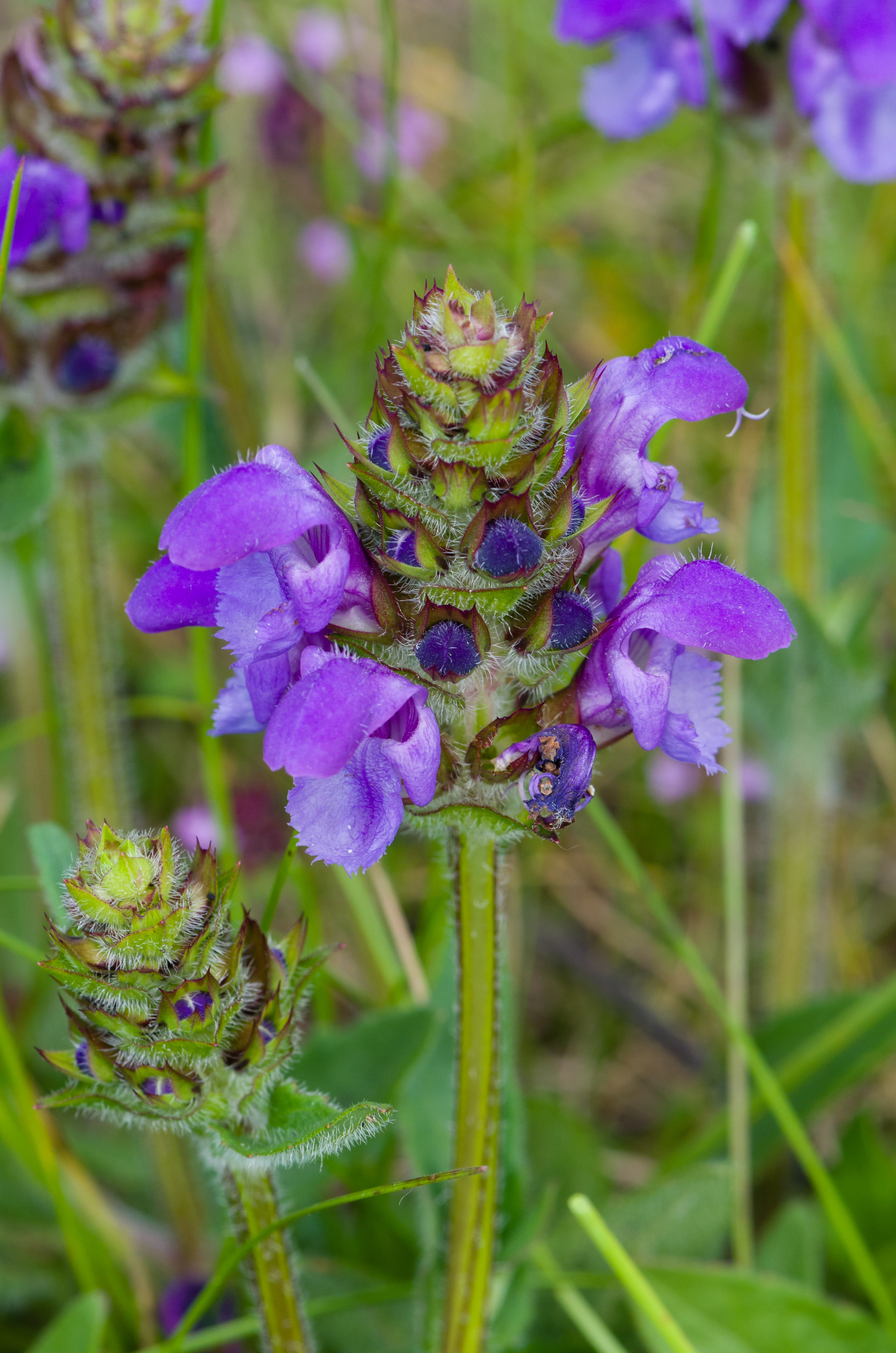Prunella grandiflora Warburger Börder 2014