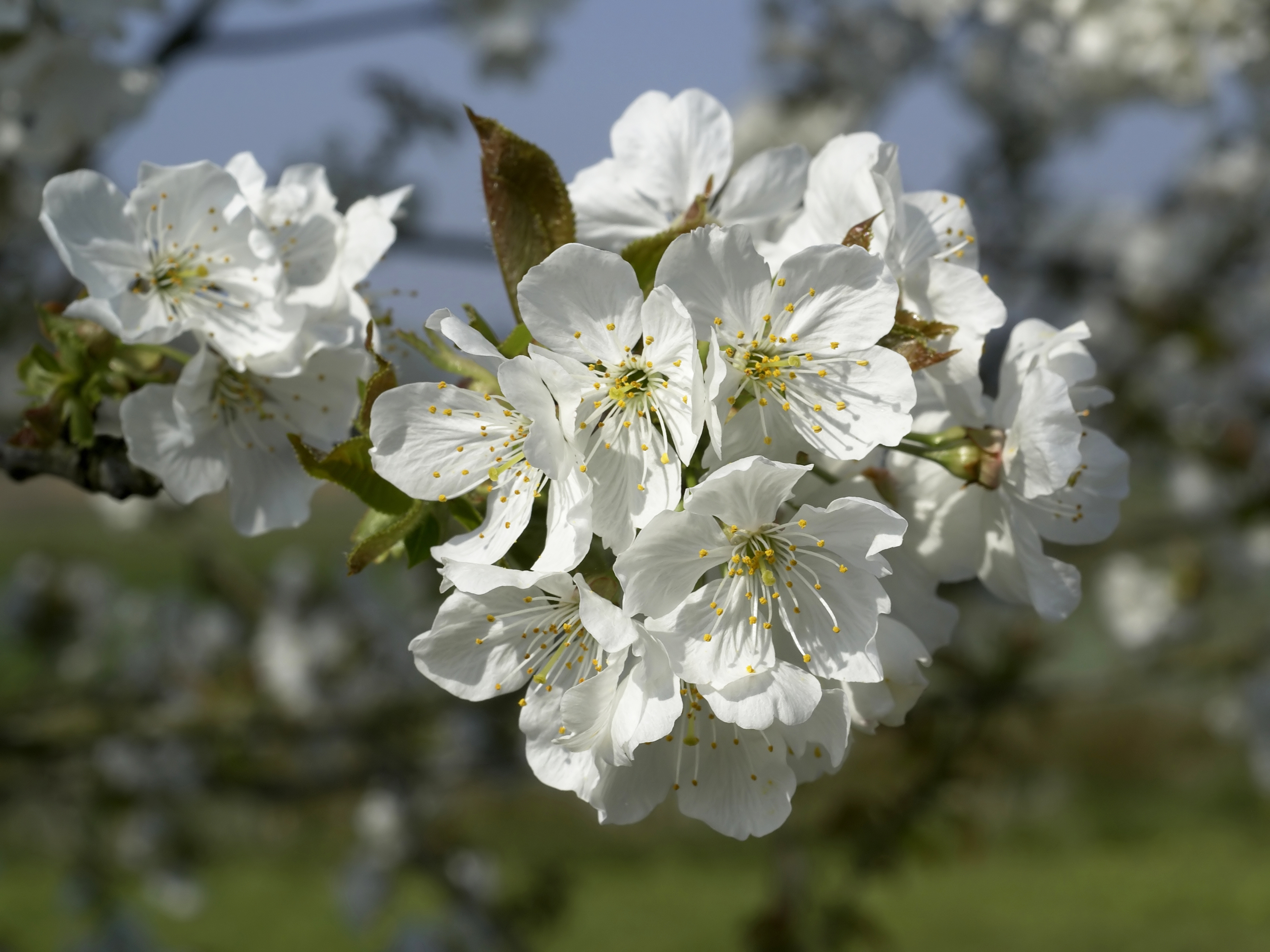 Prunus cerasus 1