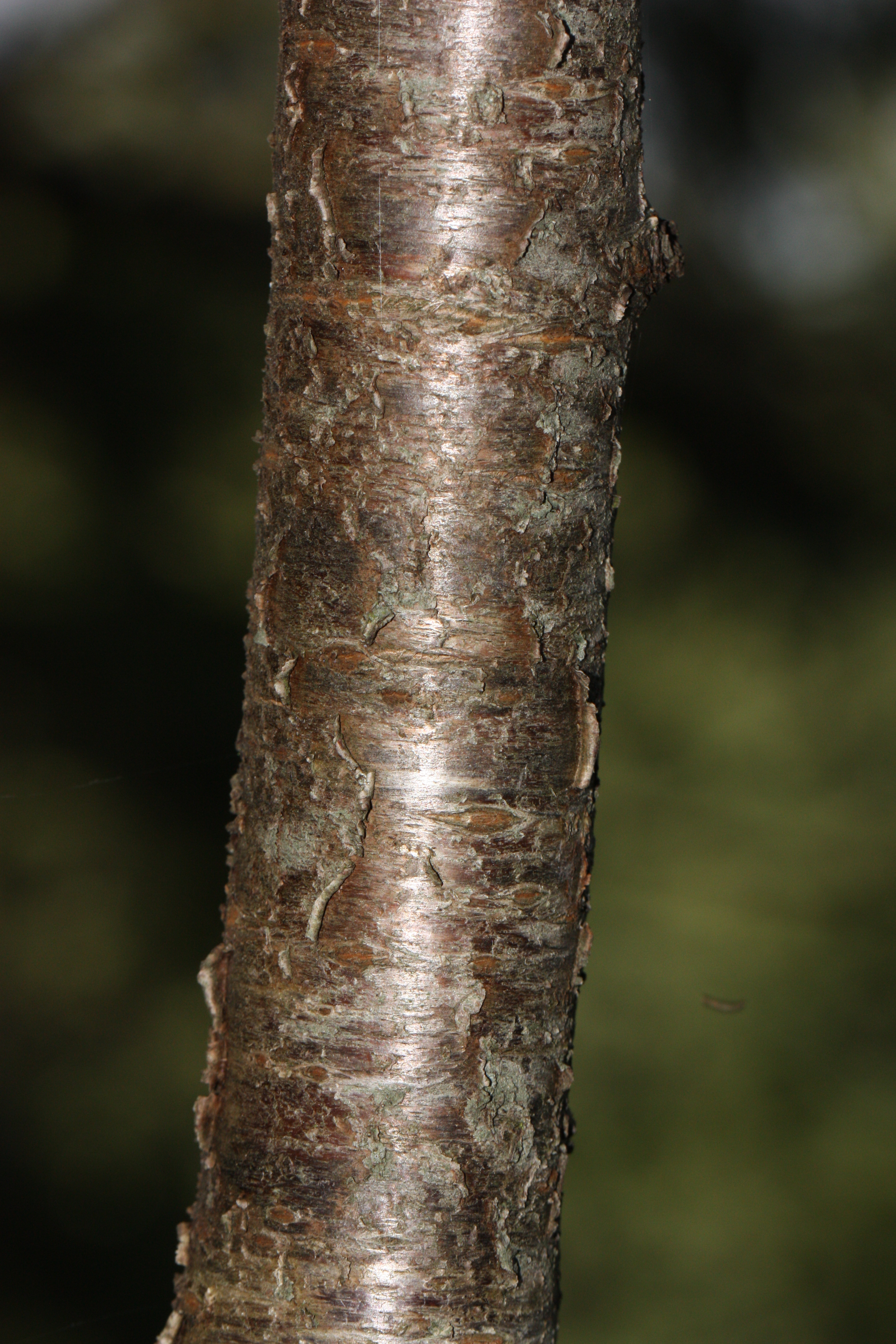 Prunus cerasus 2427