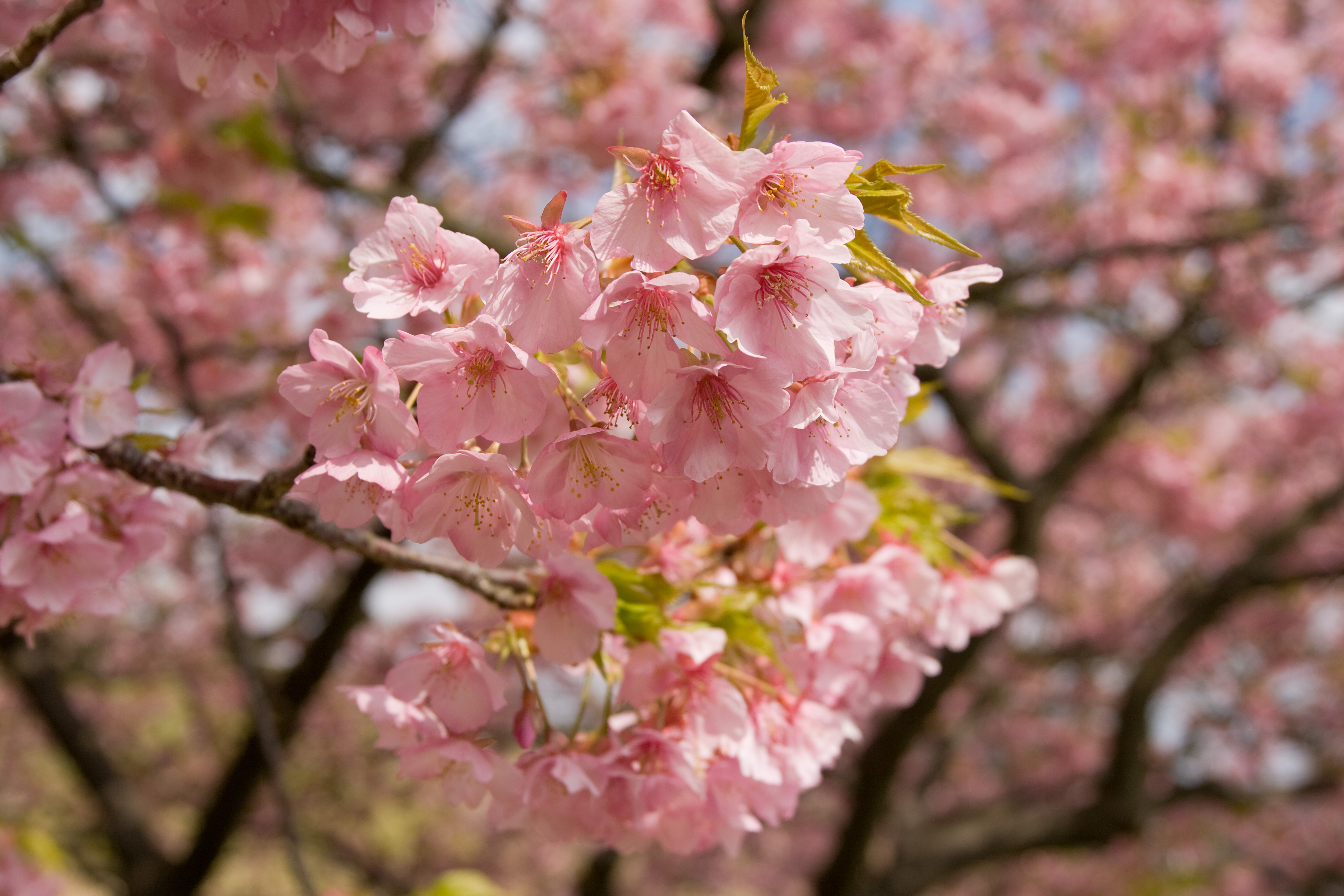 Prunus lannesiana cv. Kawazu-zakura 02
