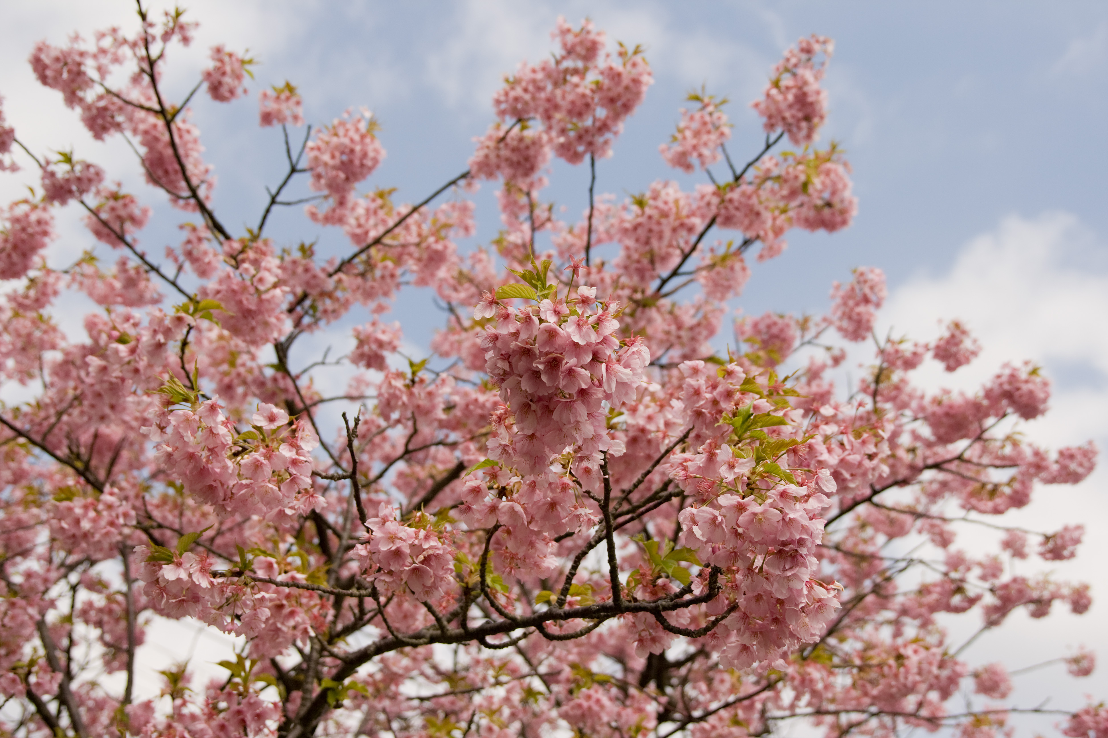 Prunus lannesiana cv. Kawazu-zakura 04