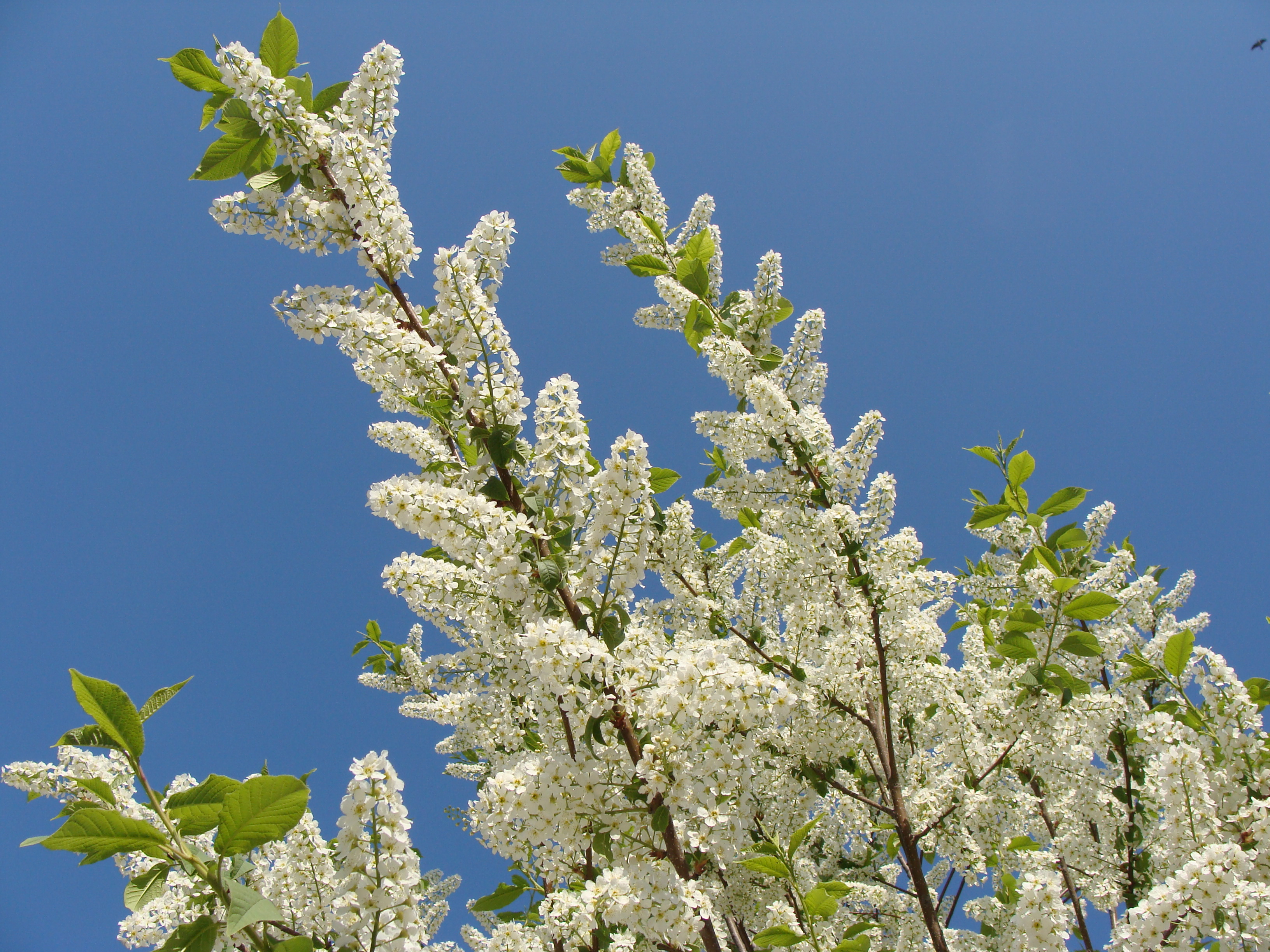 Prunus padus1