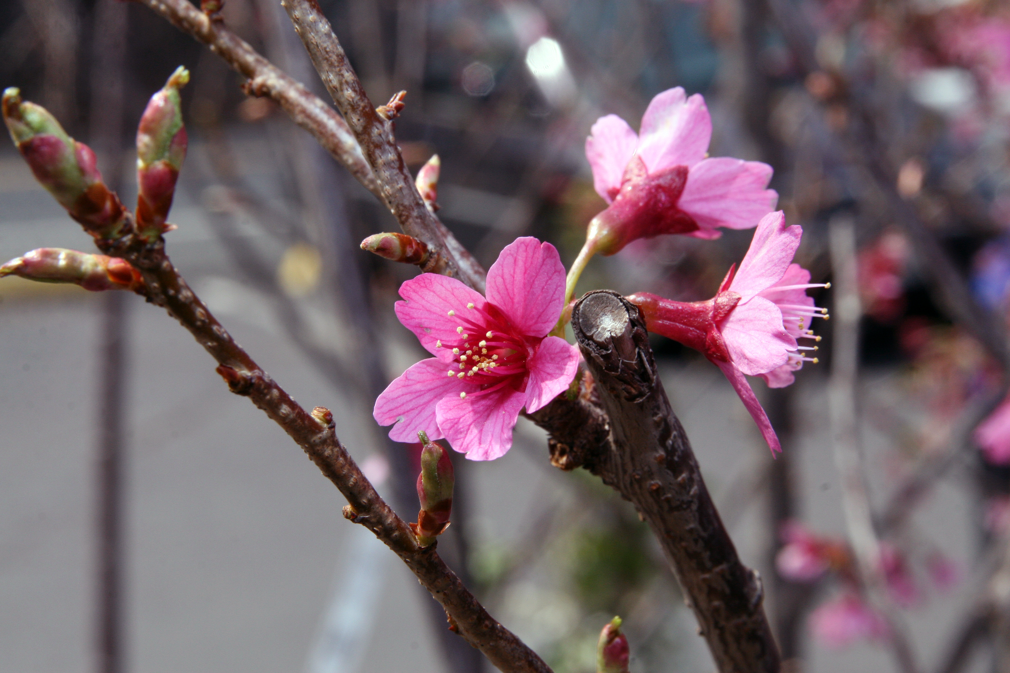Prunus x yedoensis 5zz