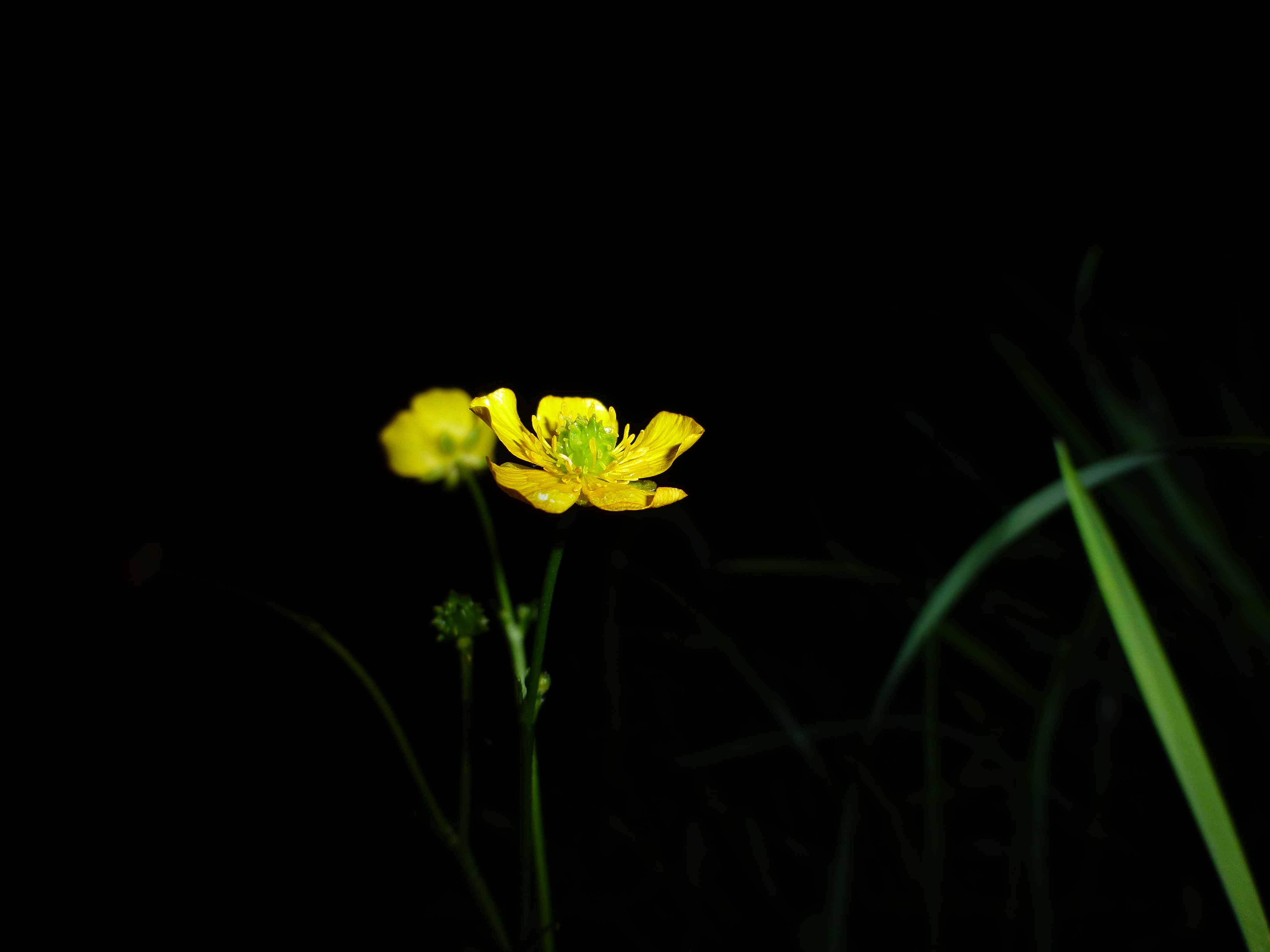 Pryskyřník Prudký (Ranunculus acris)