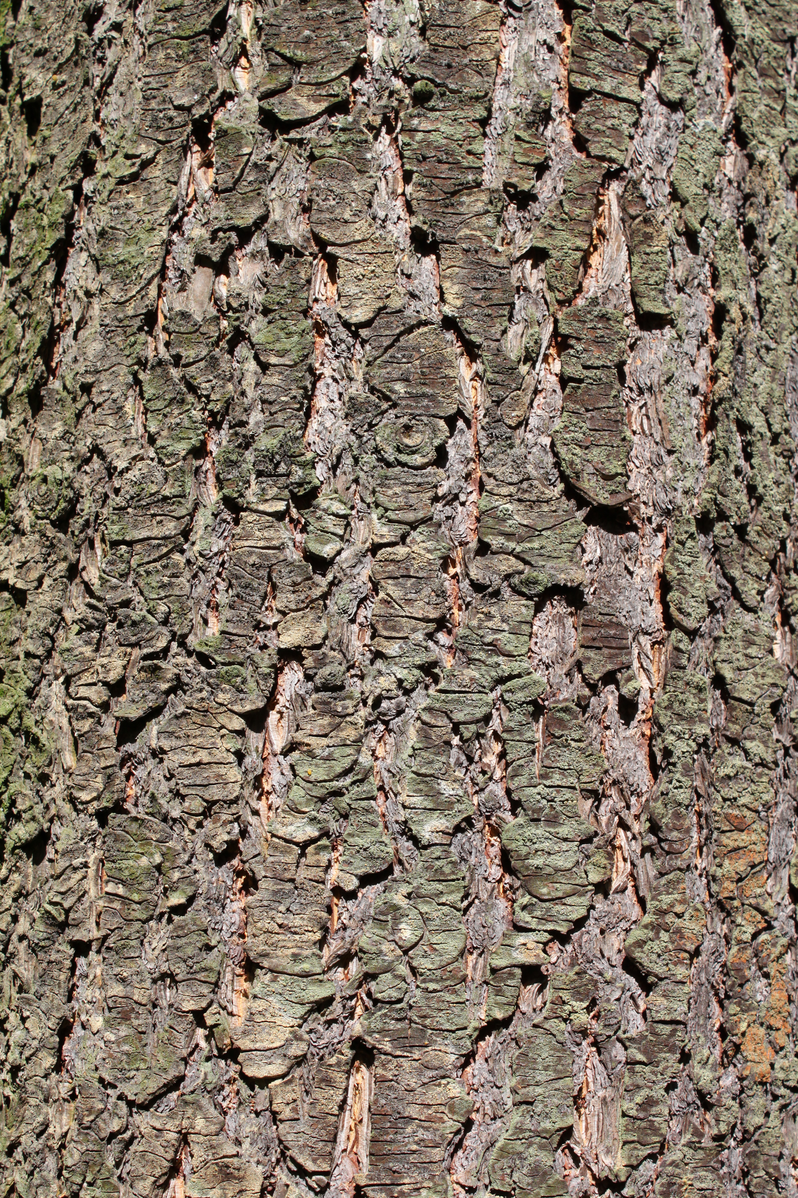 Pseudotsuga menziesii bark Rogów