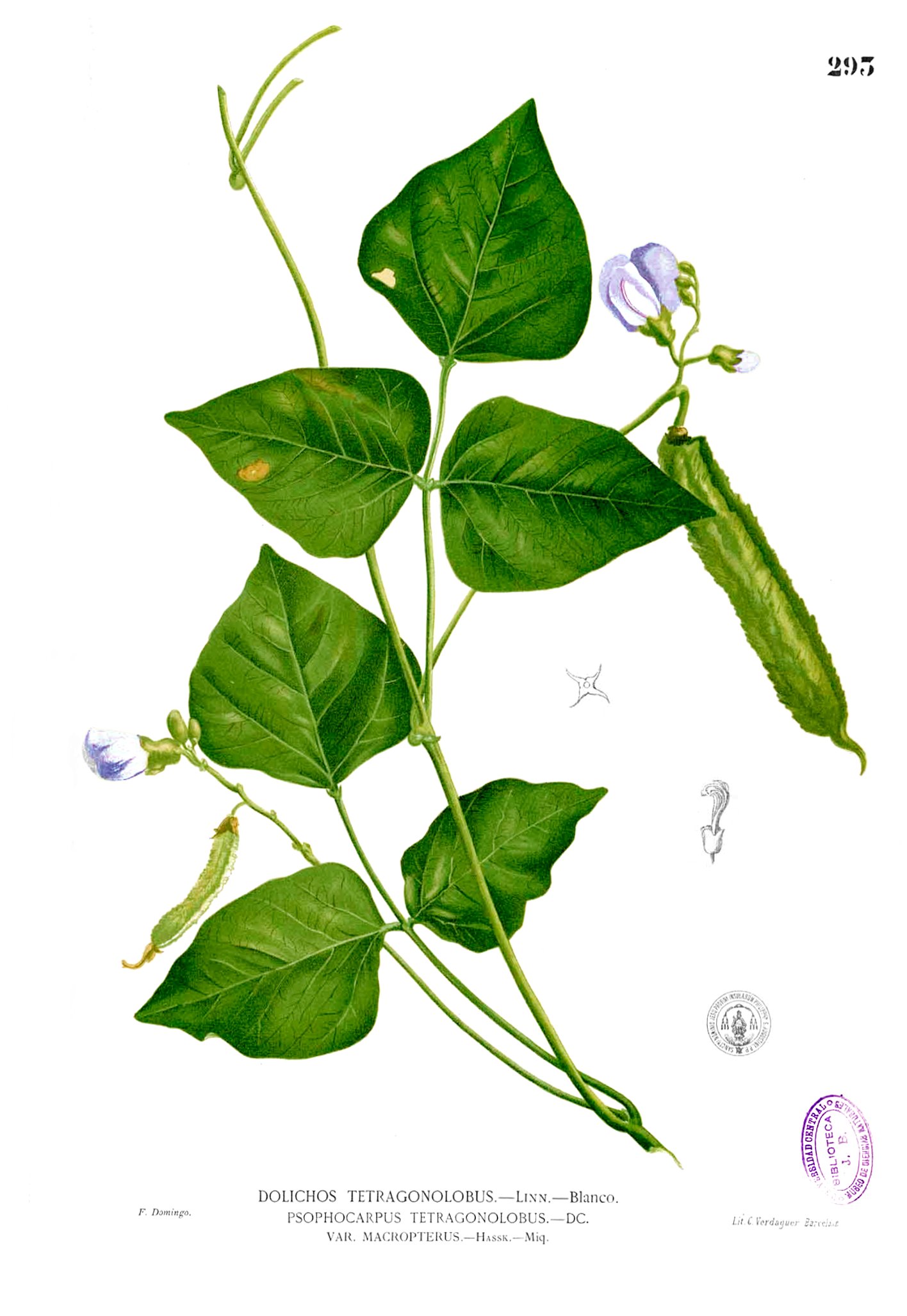 Psophocarpus tetragonolobus Blanco2.293