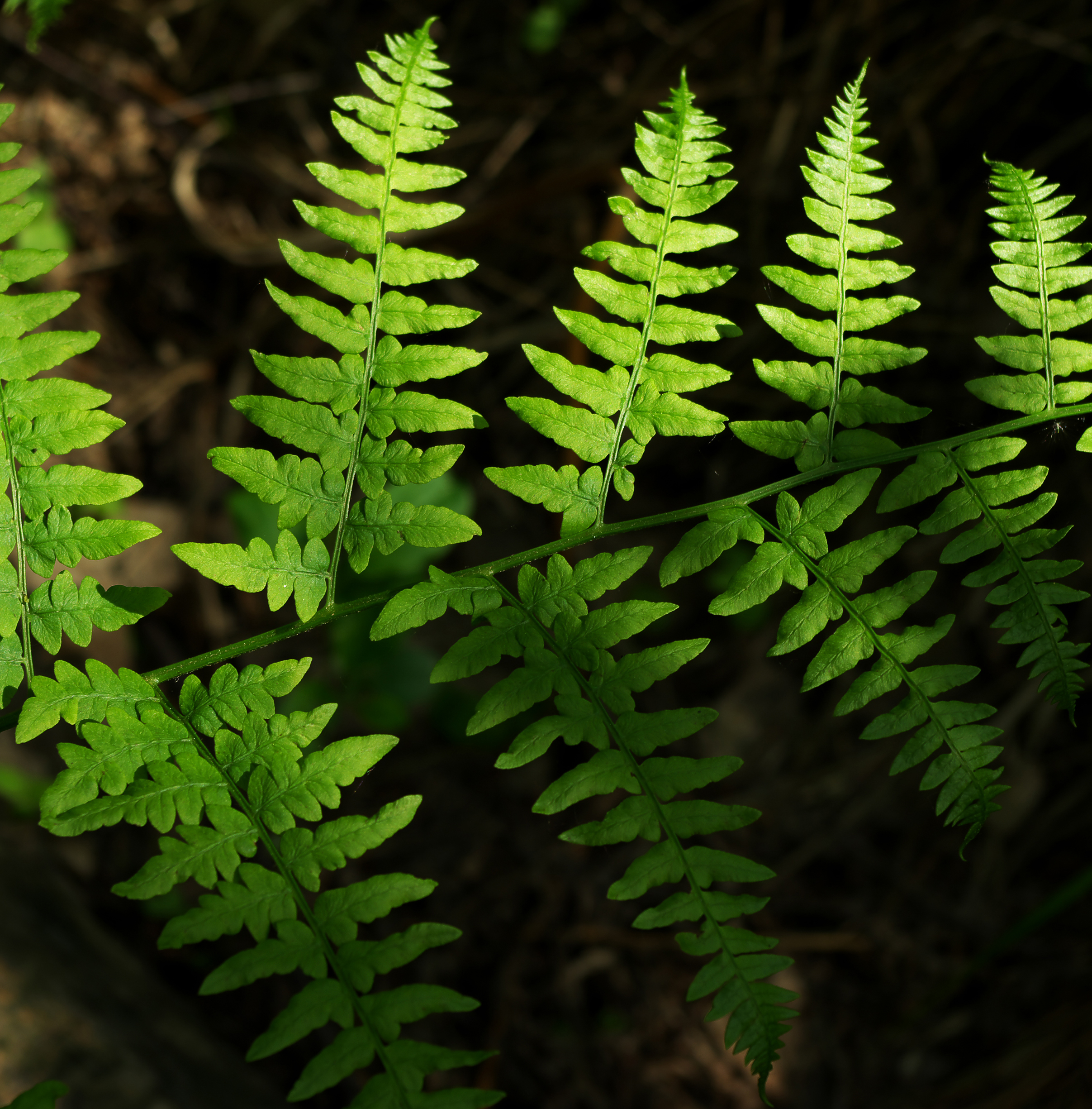 Pteridium aquilinum - leaf