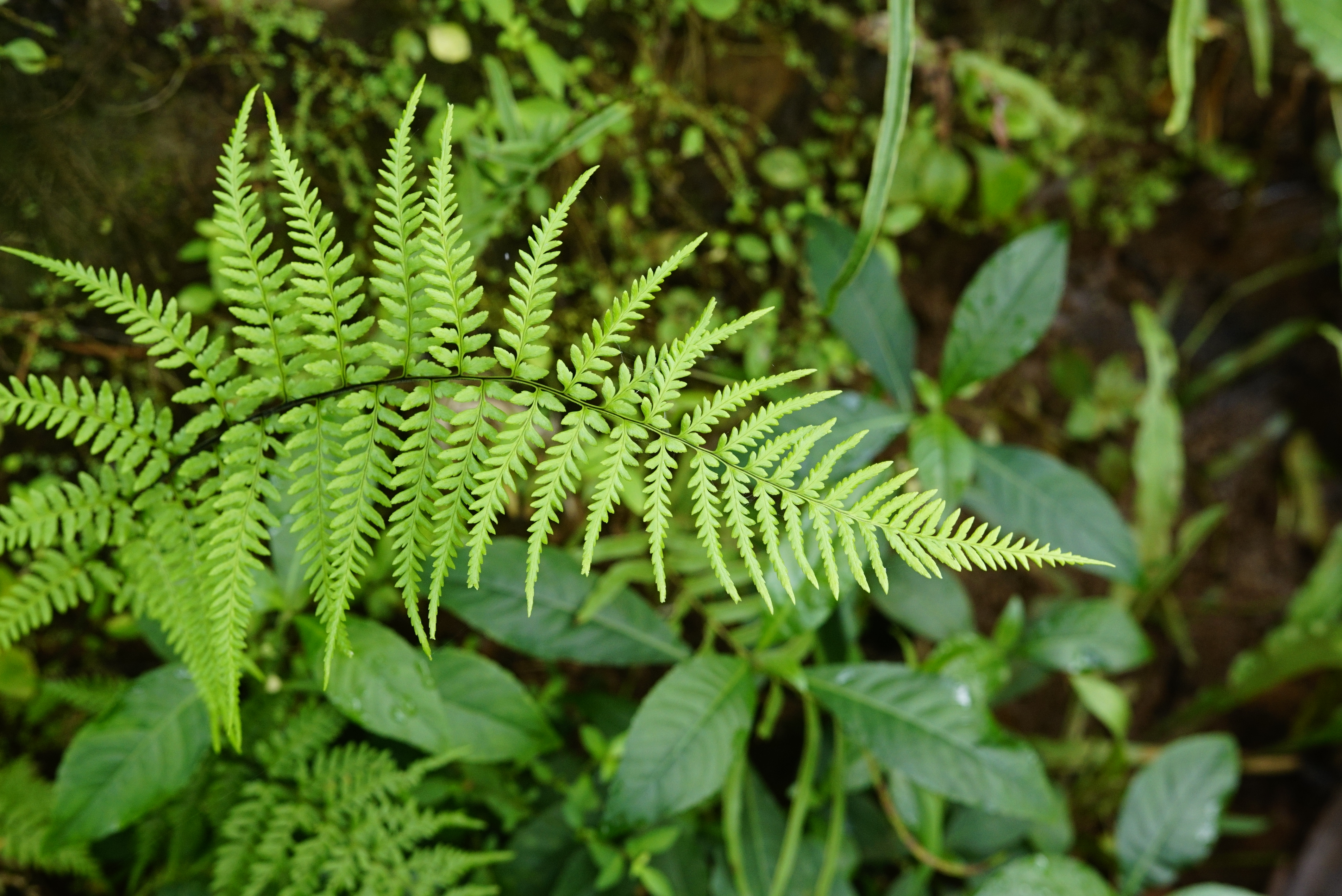 Pteris sp 2878