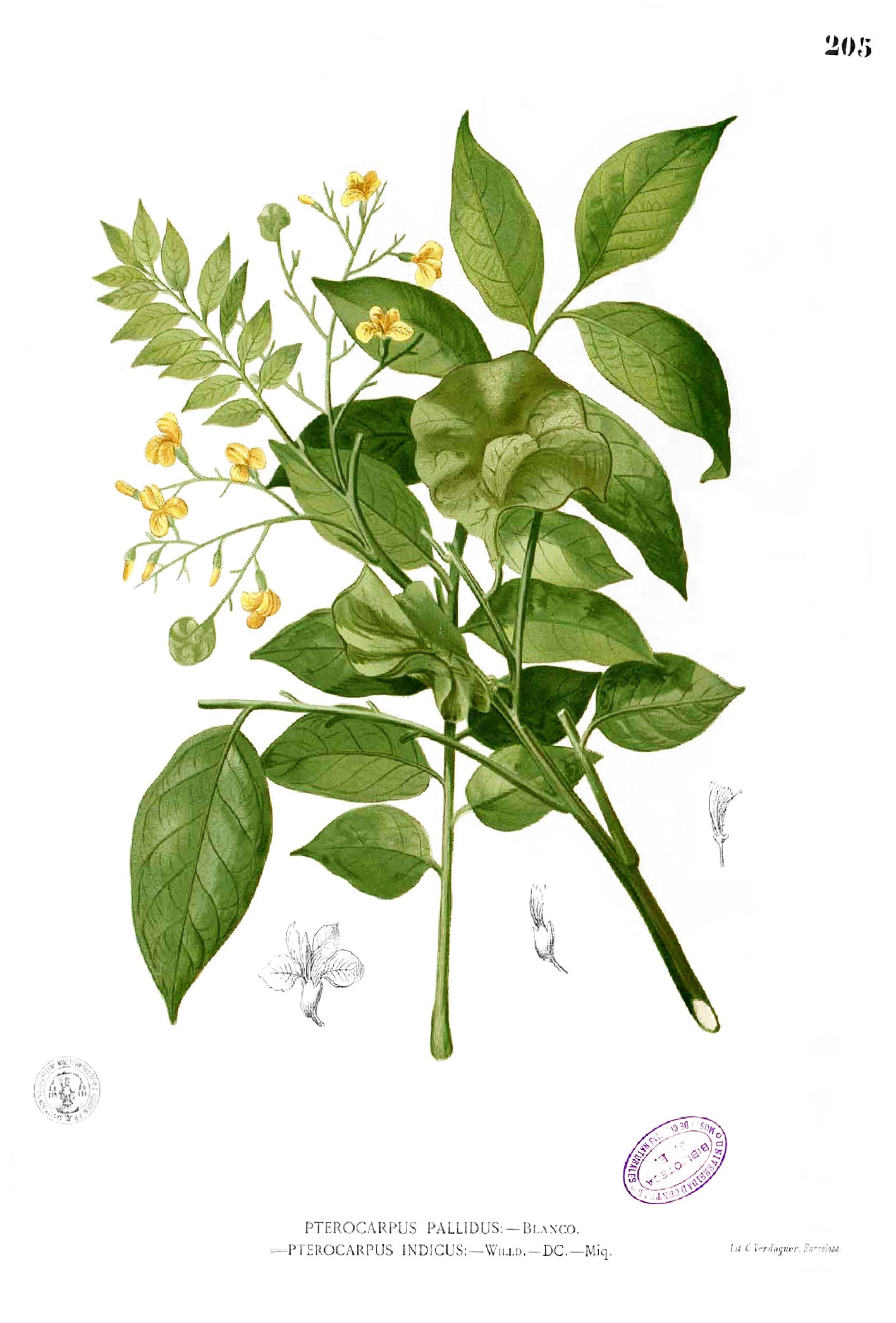 Pterocarpus indicus Blanco1.205