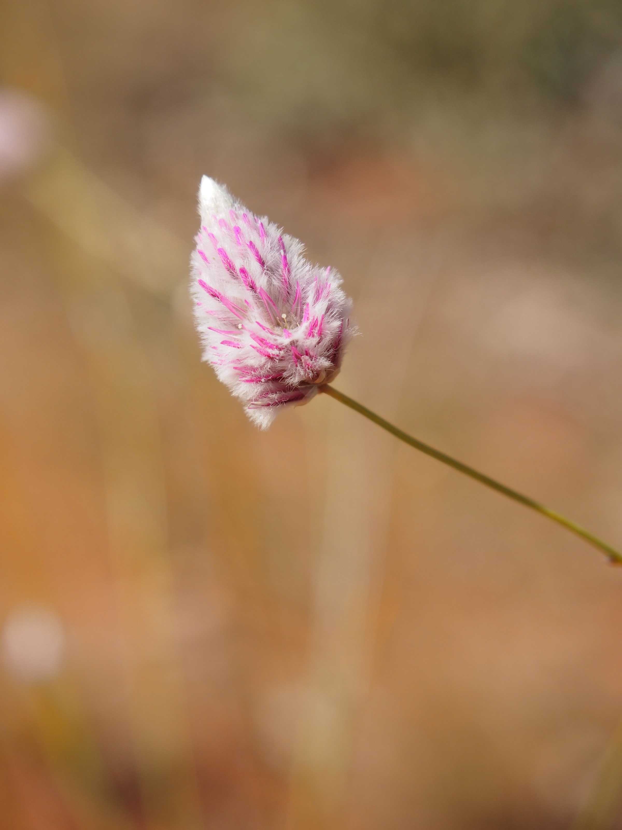 Ptilotus calostachyus flowers