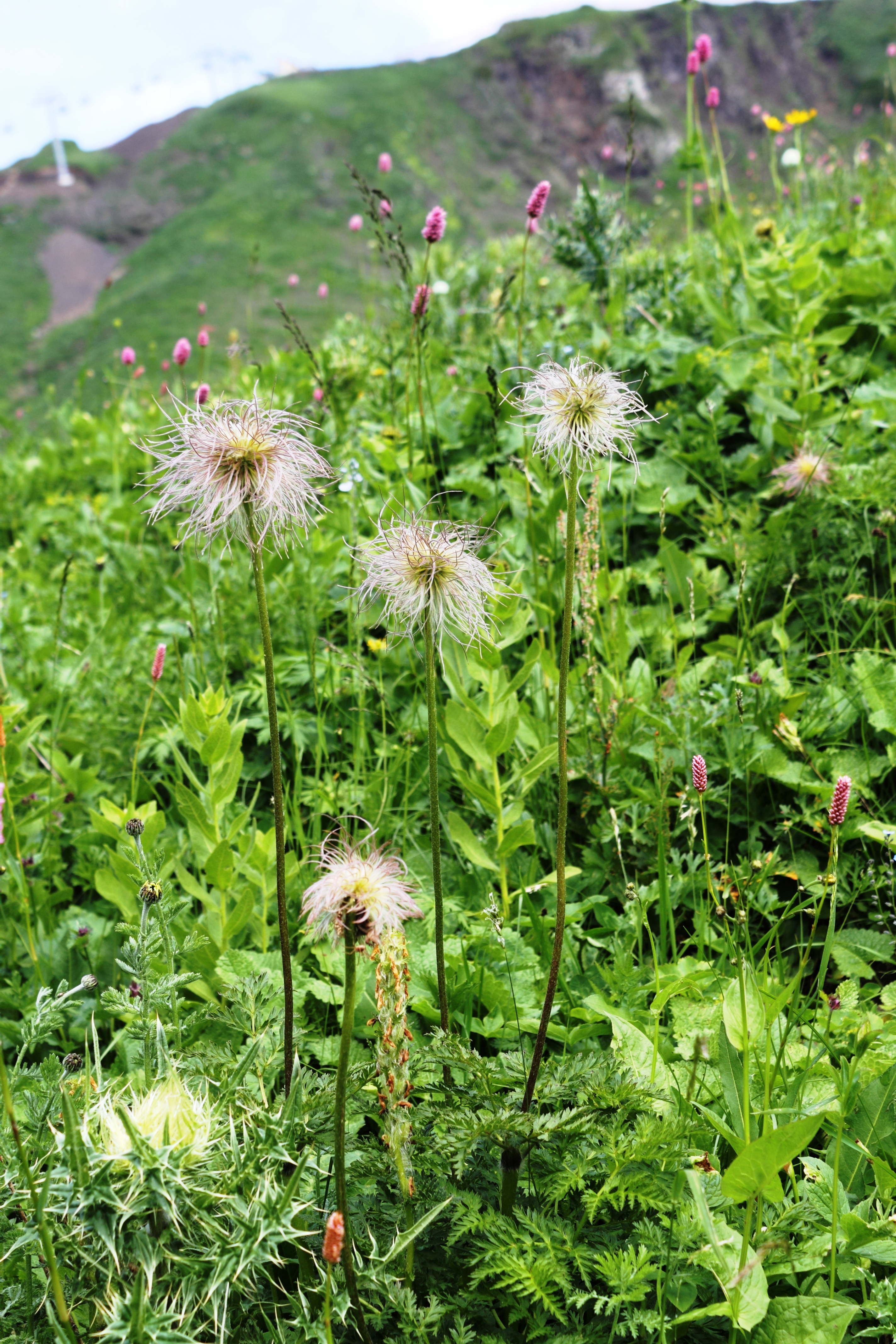 Pulsatilla aurea fruits