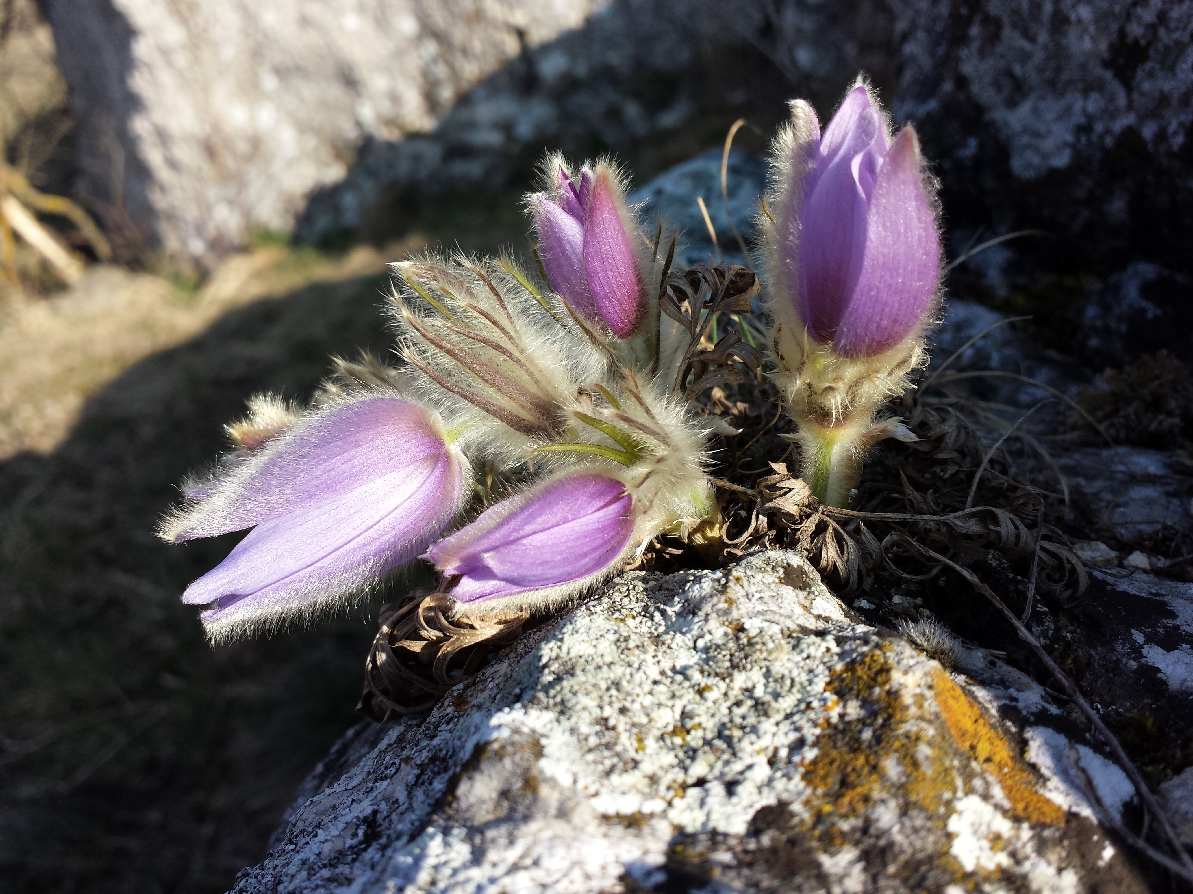 Pulsatilla grandis sl15