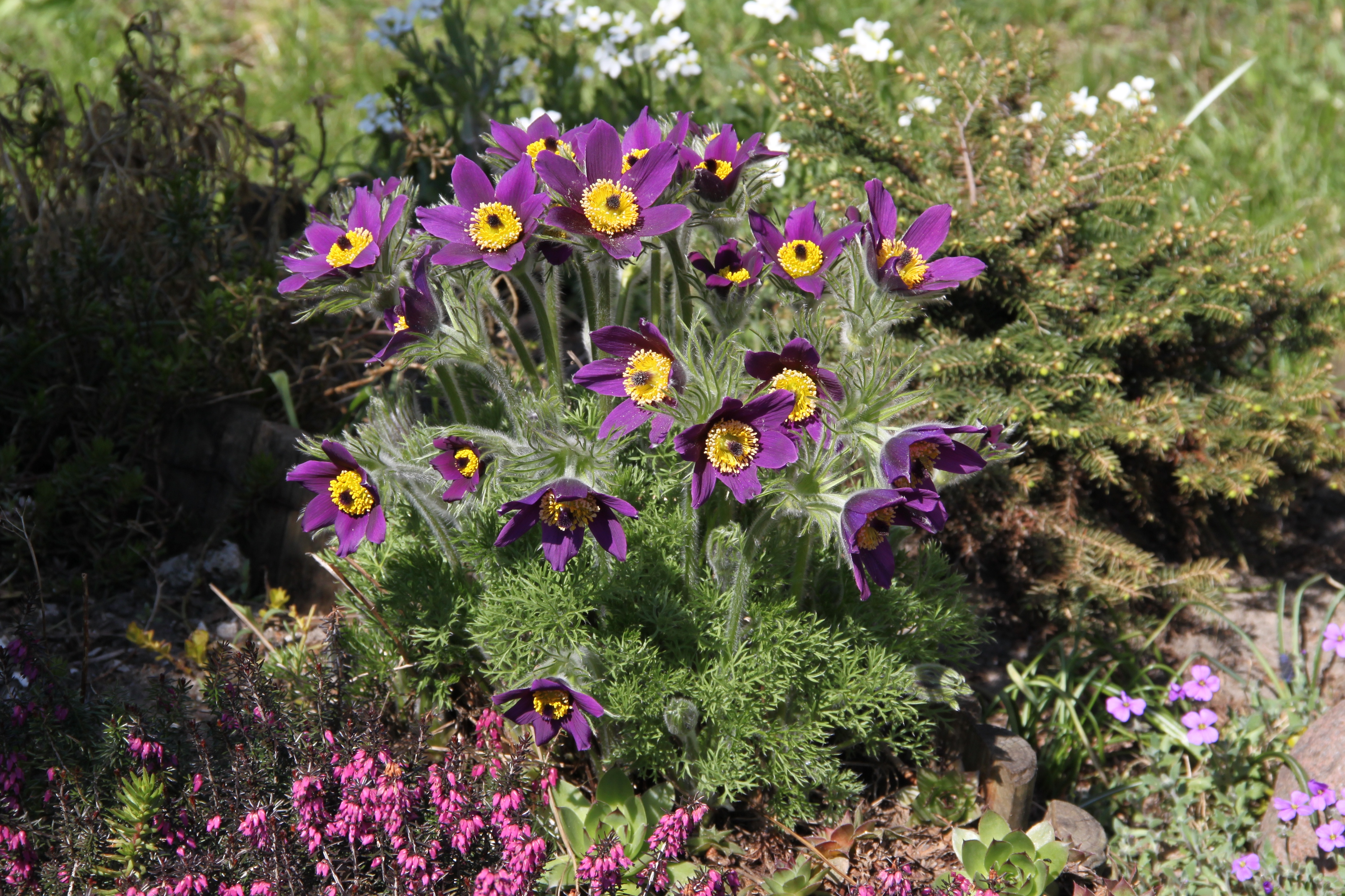 Pulsatilla Marki