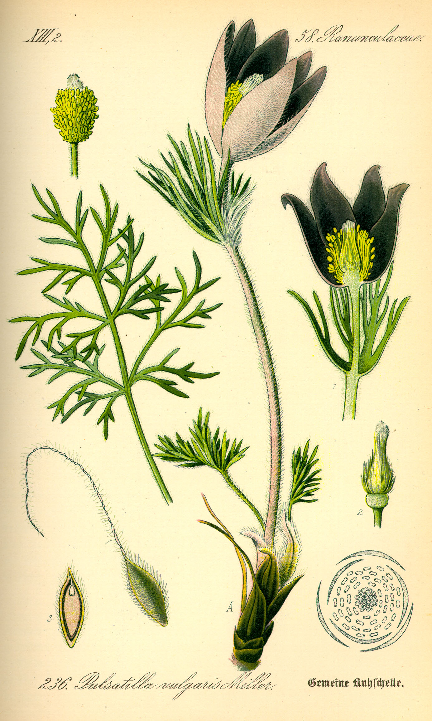 Pulsatilla vulgaris0