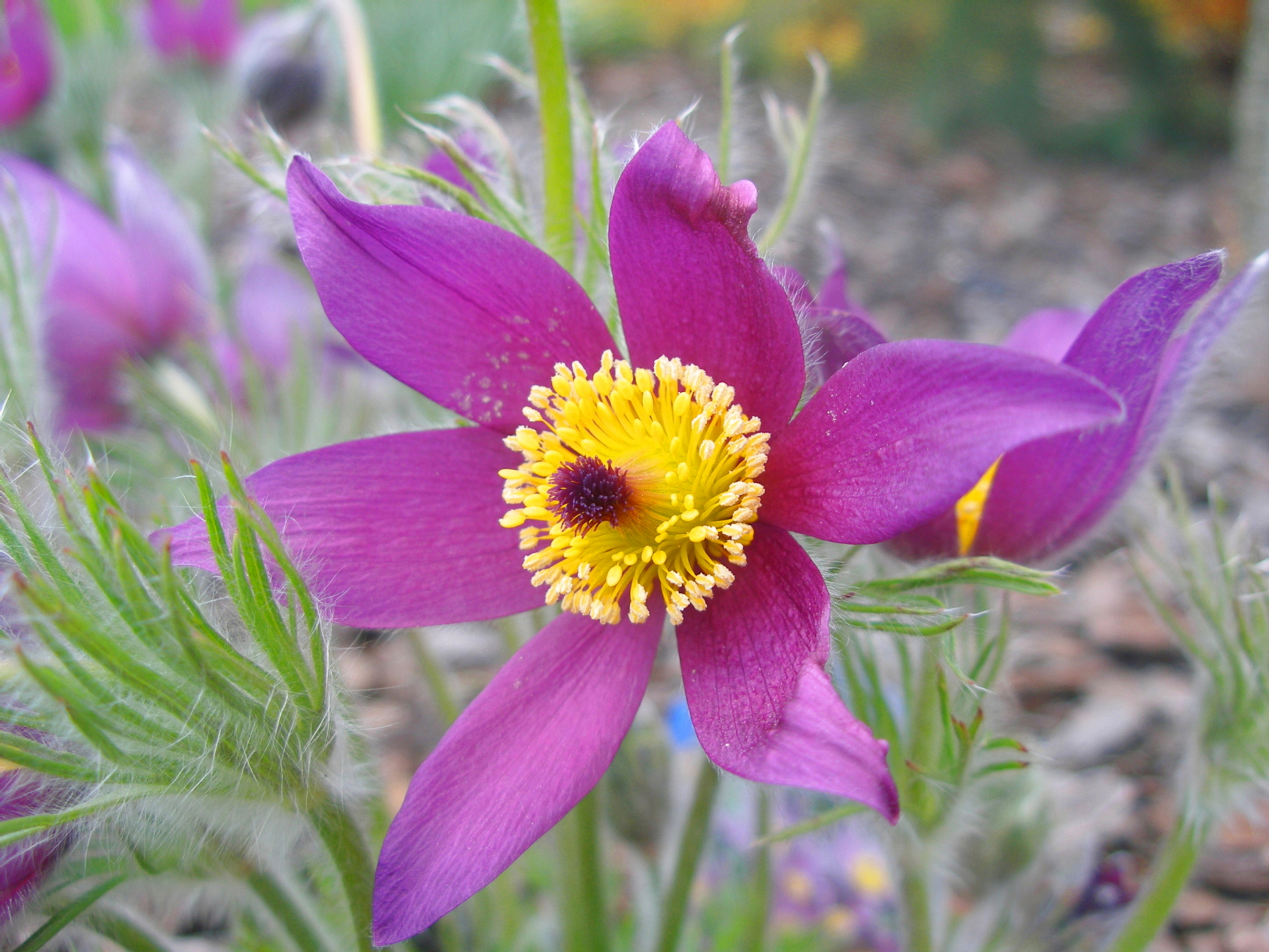 Pulsatilla vulgaris1