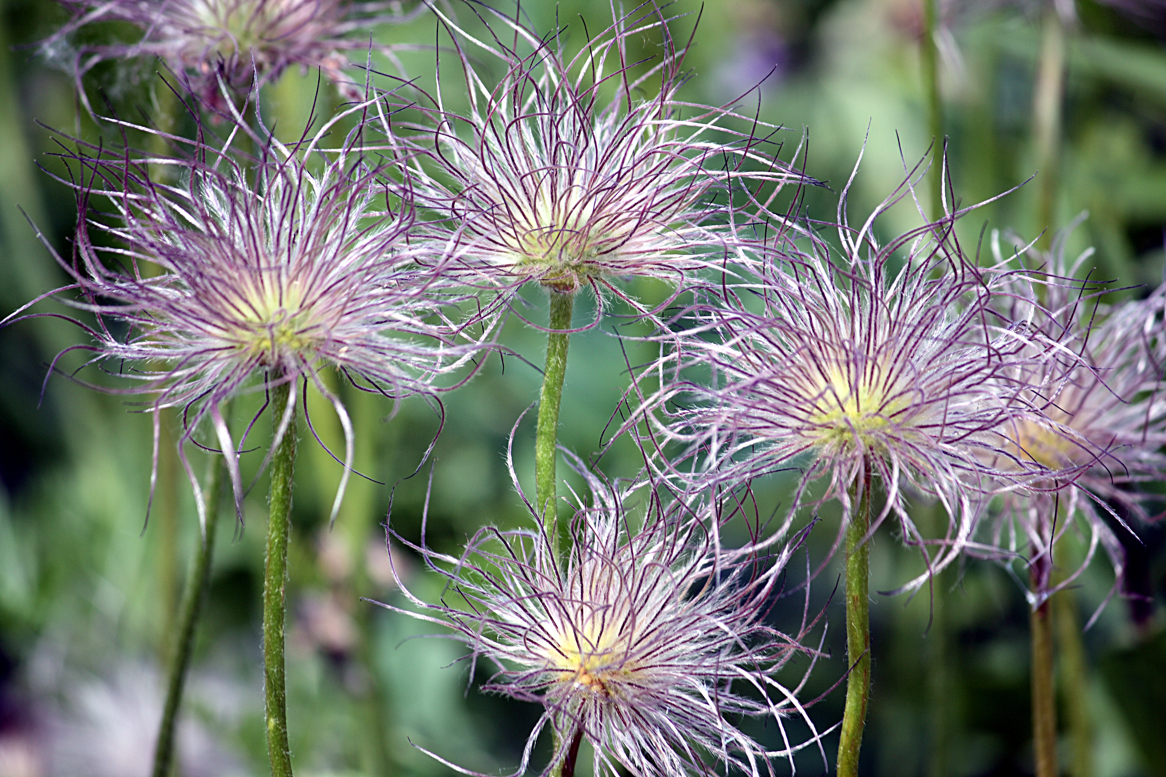 Pulsatilla vulgaris 2008