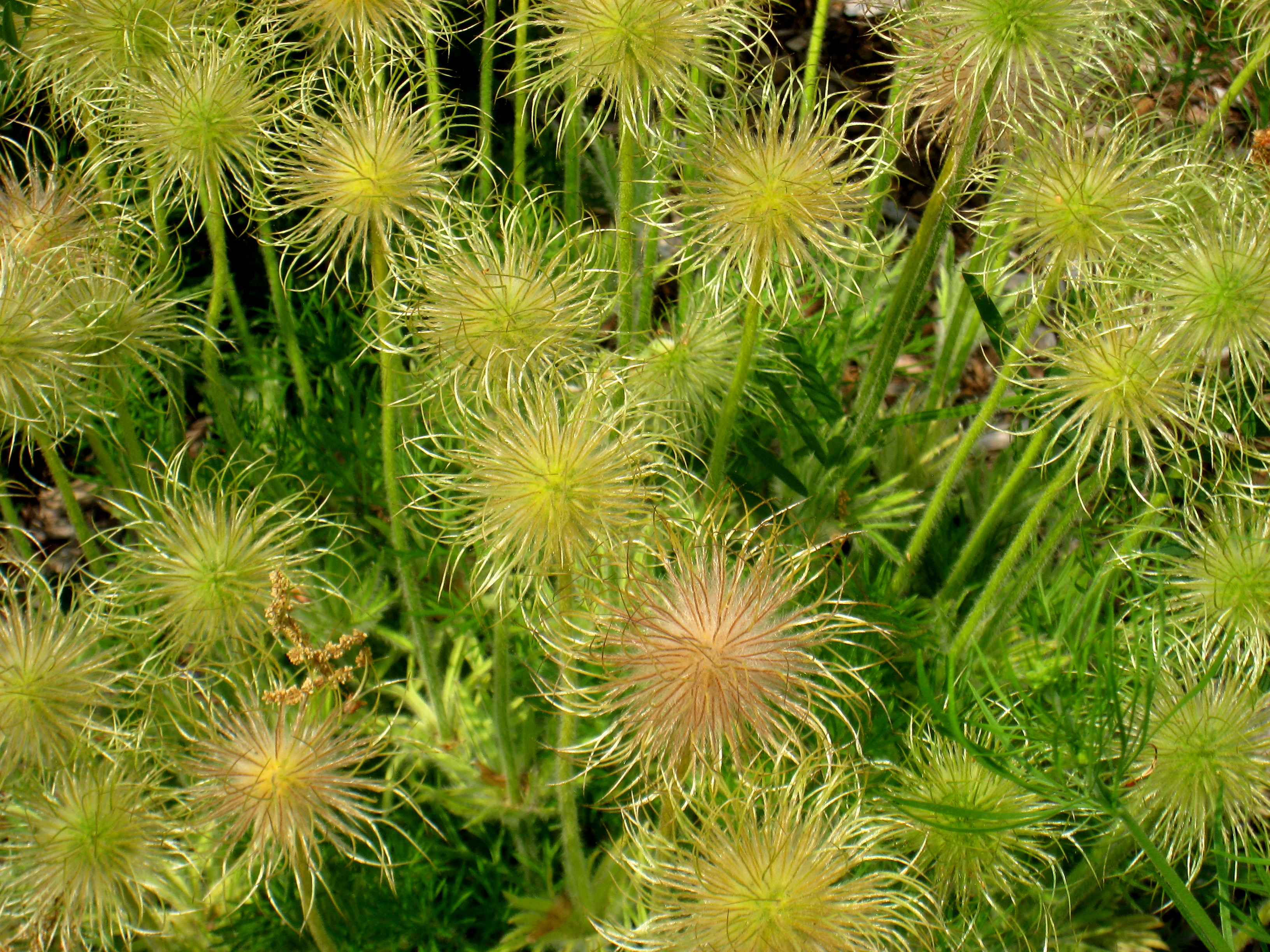 Pulsatilla vulgaris (detail), Tower Hill Botanic Garden