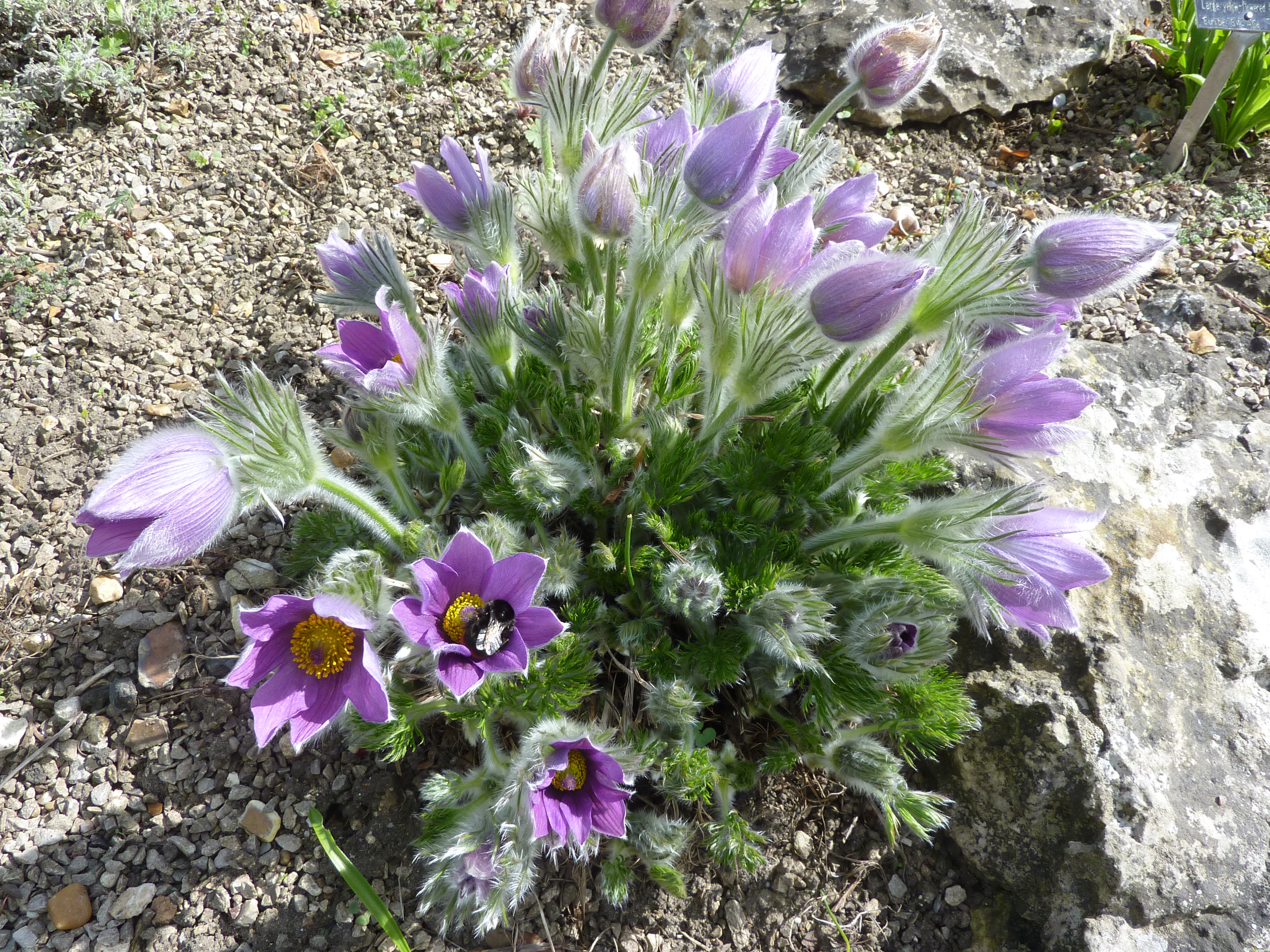 Pulsatilla vulgaris 'Pasque flower' (Ranunculaceae) plant