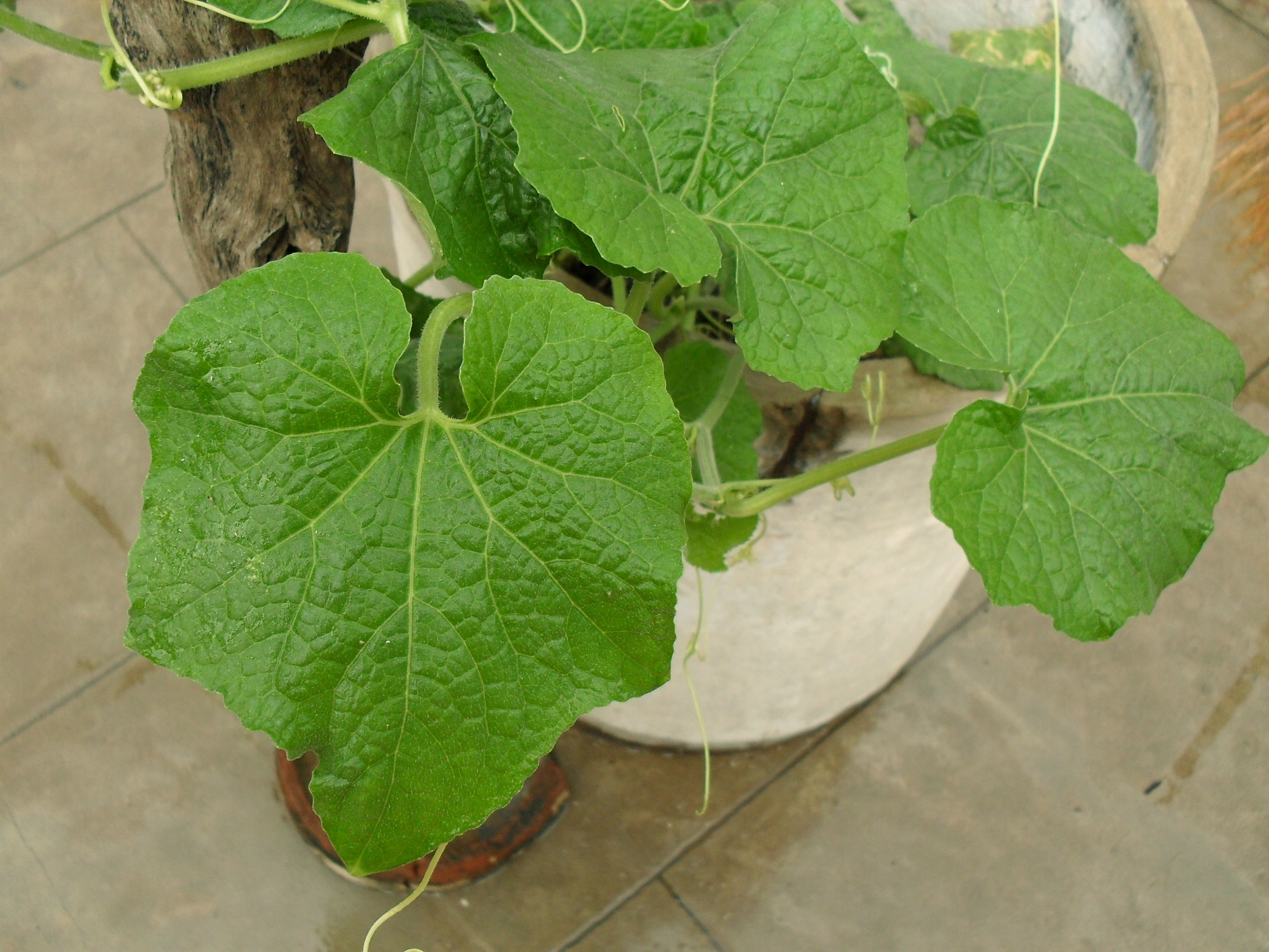 Pumpkin plant (OCTAGON leaf)ofTamilnadu157