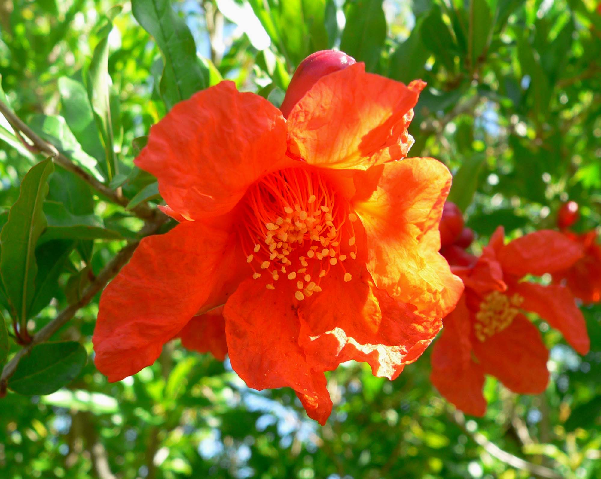 Punica granatum flower