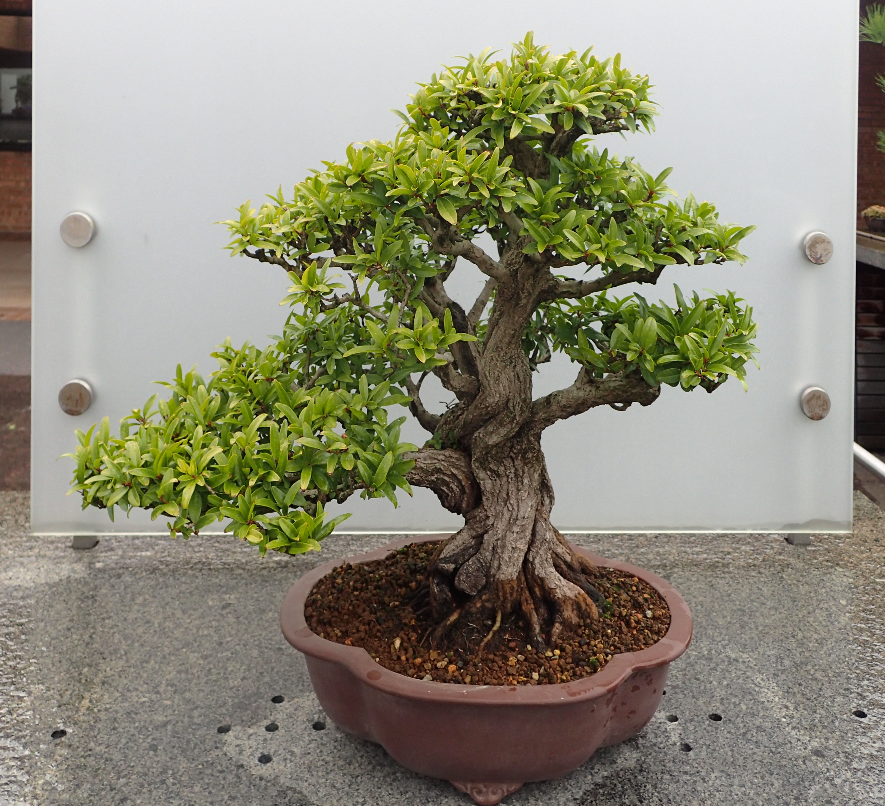 Punica granatum kz3