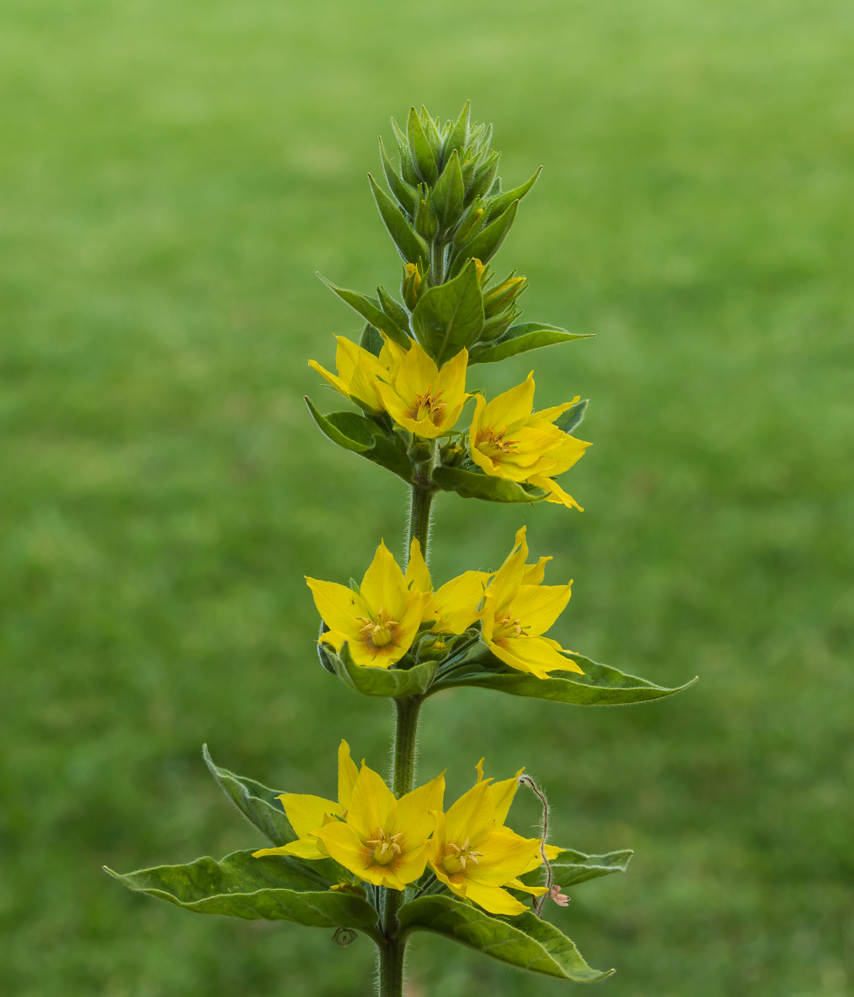 Puntwederik (Lysimachia punctata). Locatie, Tuinreservaat Jonkervallei 01