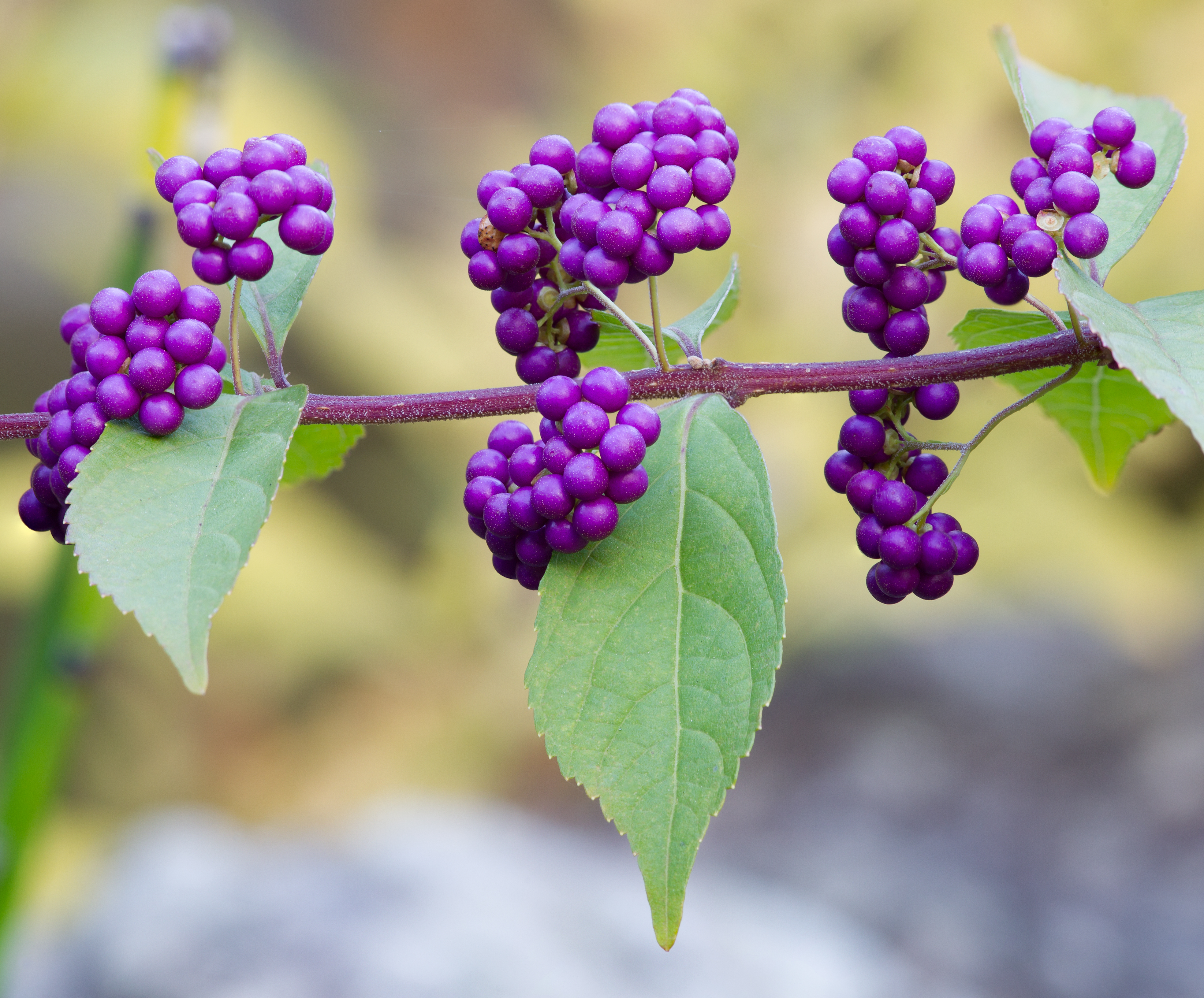 Purple beautyberry, October 2015 - Stacking