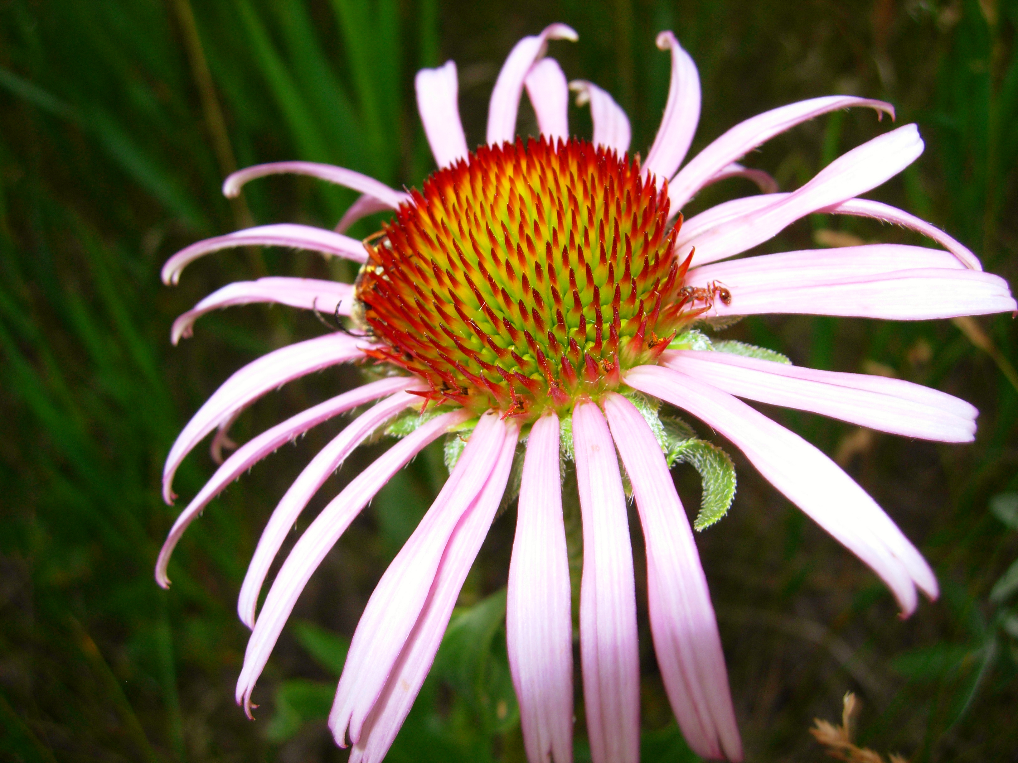 Purple Coneflower (5278733064)