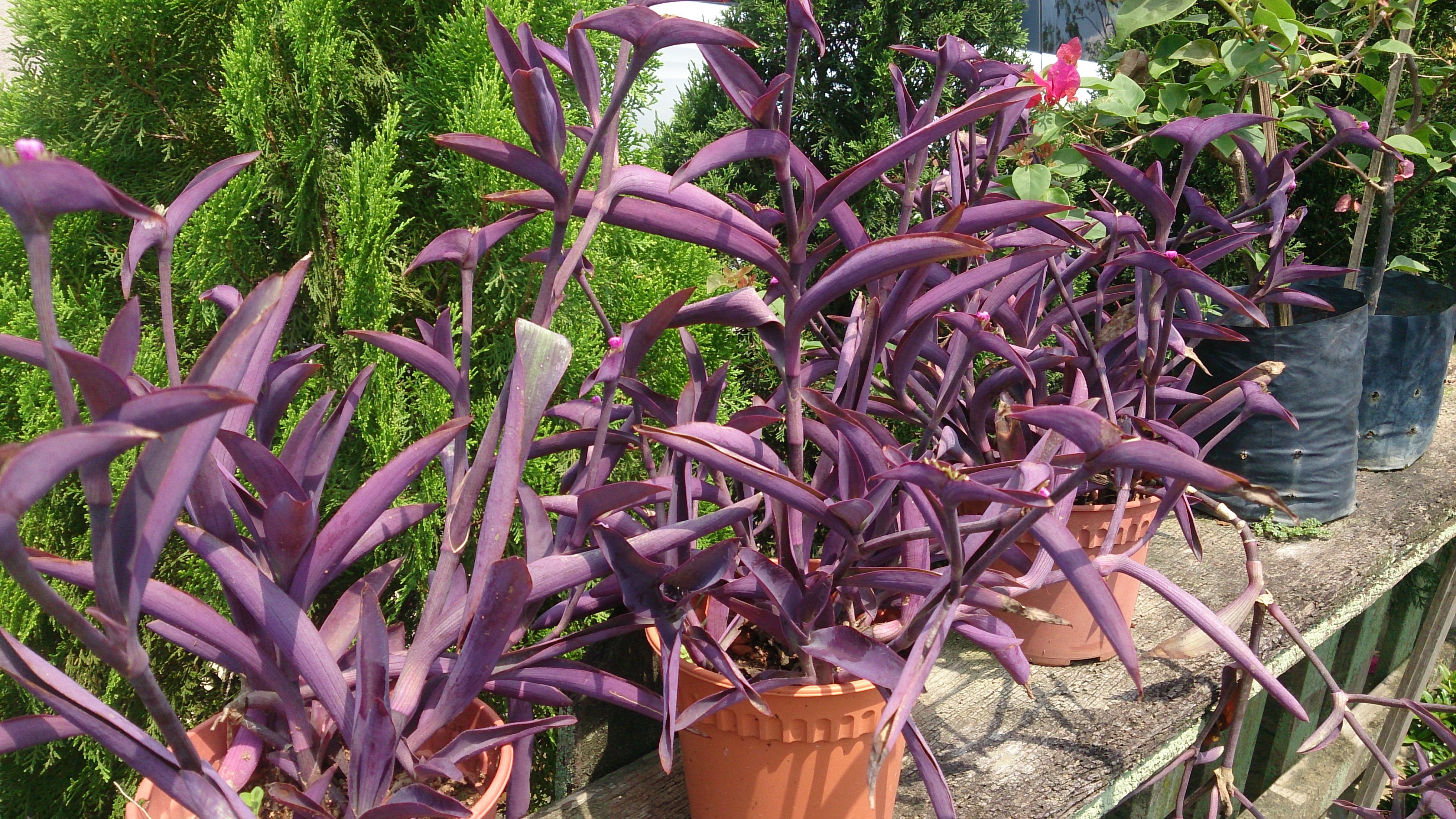Purple Heart (Tradescantia pallida) 1
