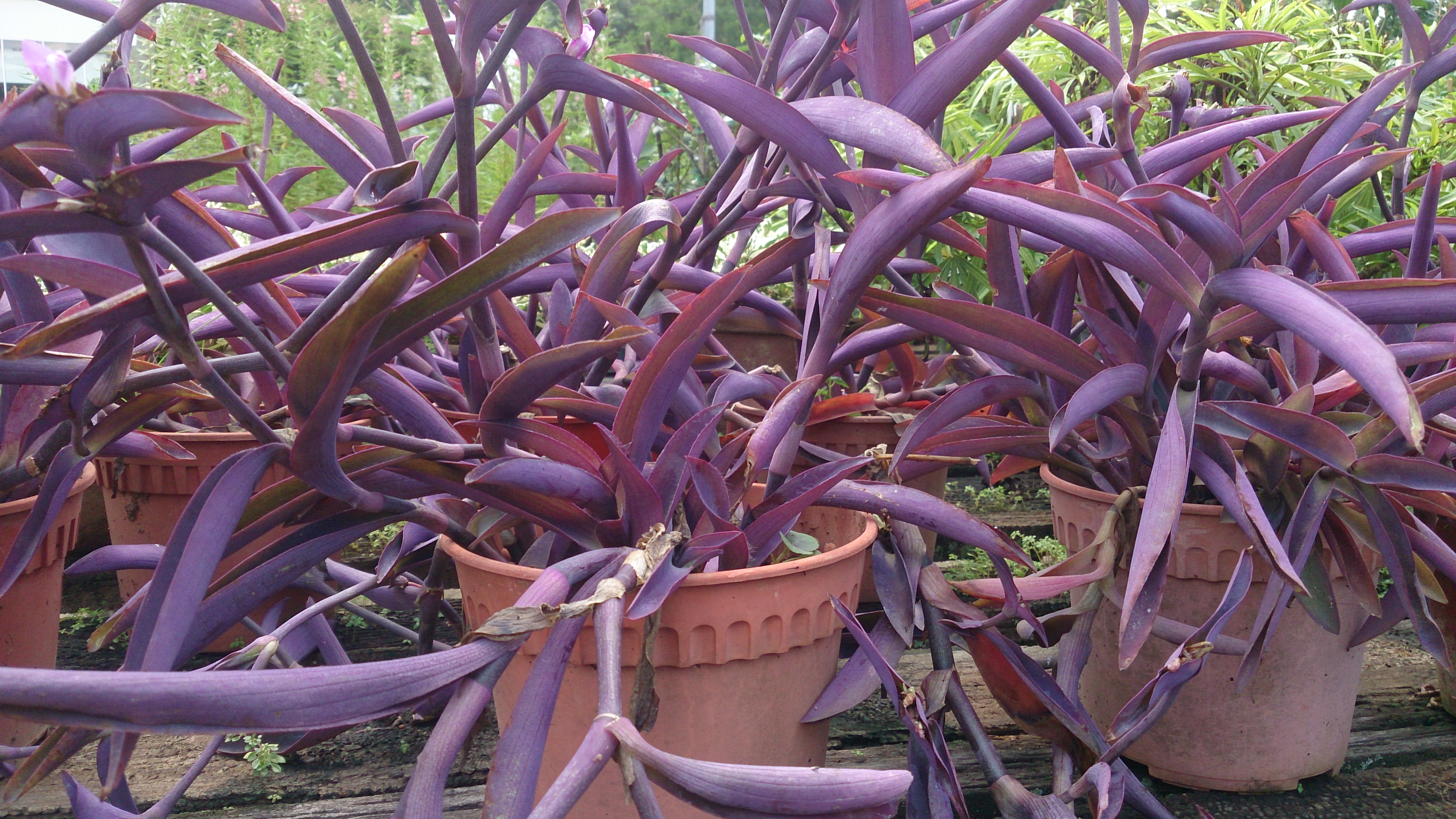 Purple Heart (Tradescantia pallida) 5