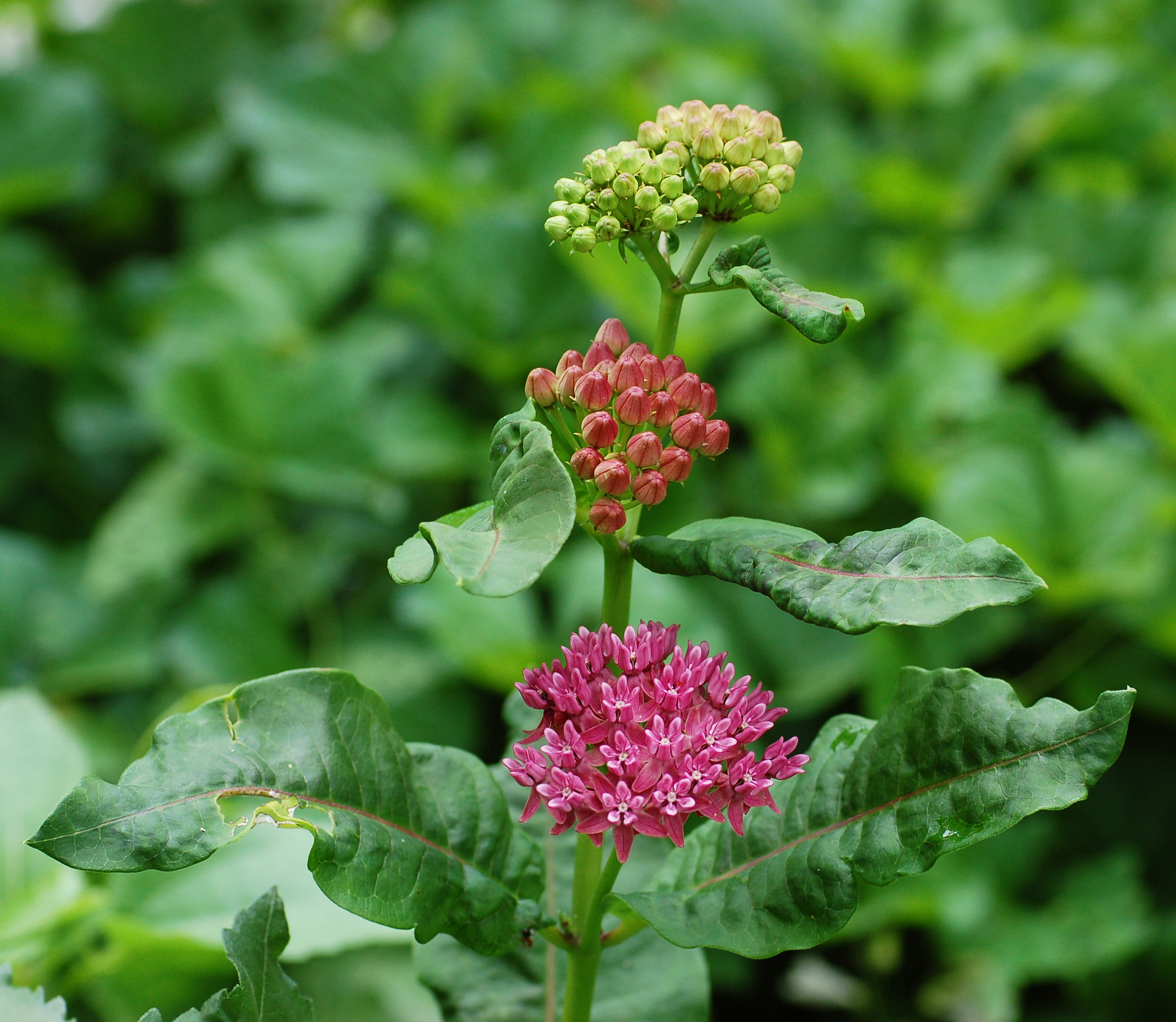 Purple Milkweed Asclepias purpurascens Flower Heads Wide 2300px