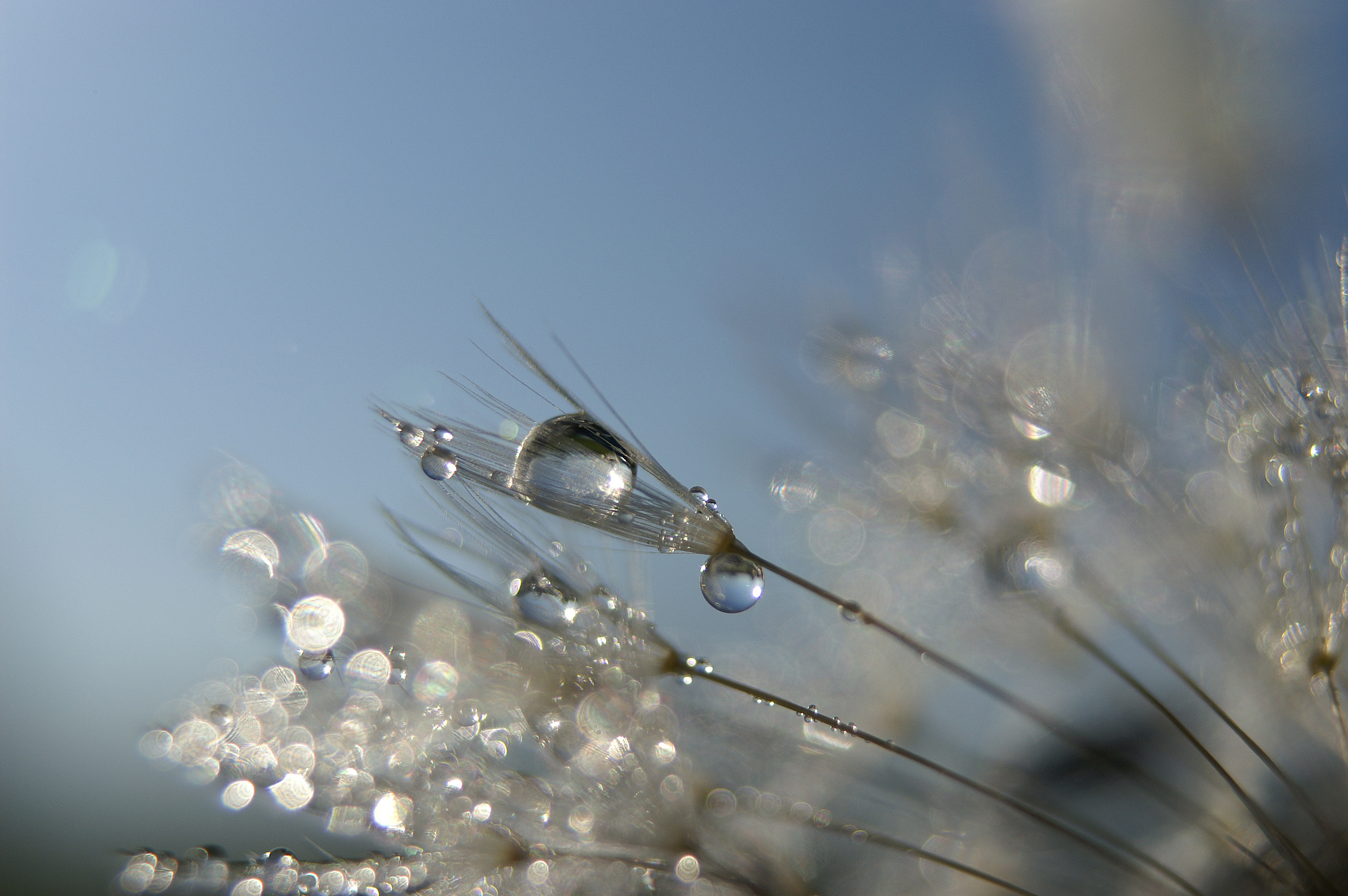 Pusteblume im Morgentau1