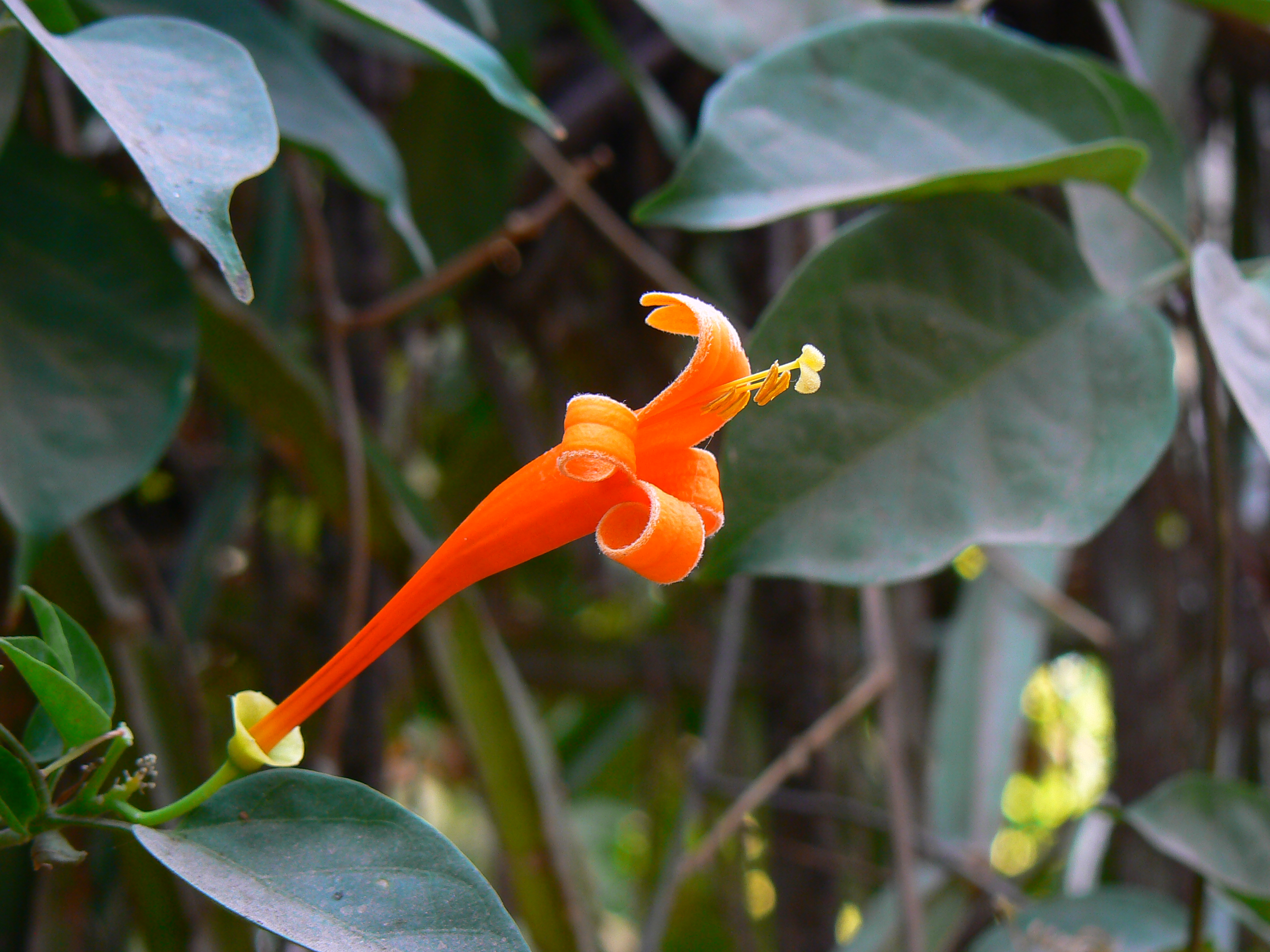 Pyrostegia venusta (423951301)