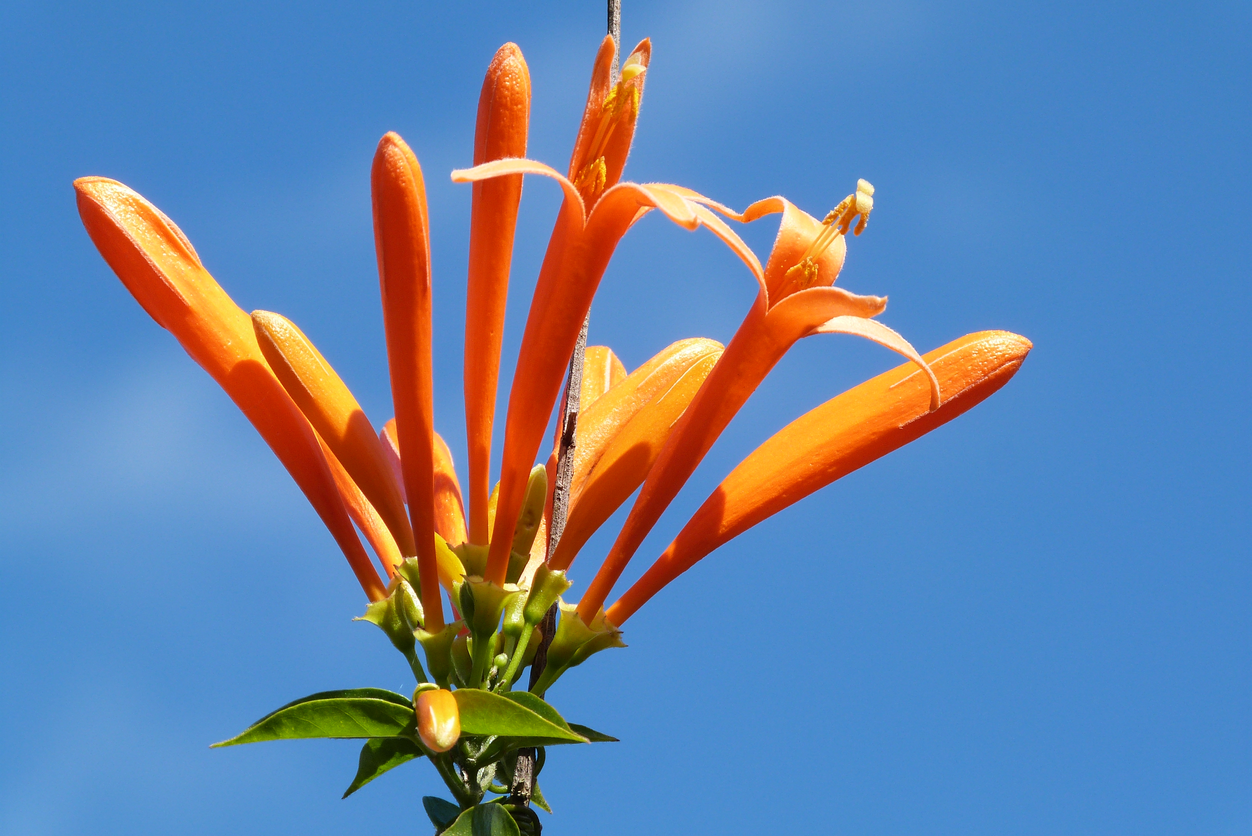 Pyrostegia venusta (flor-de-são-joão)