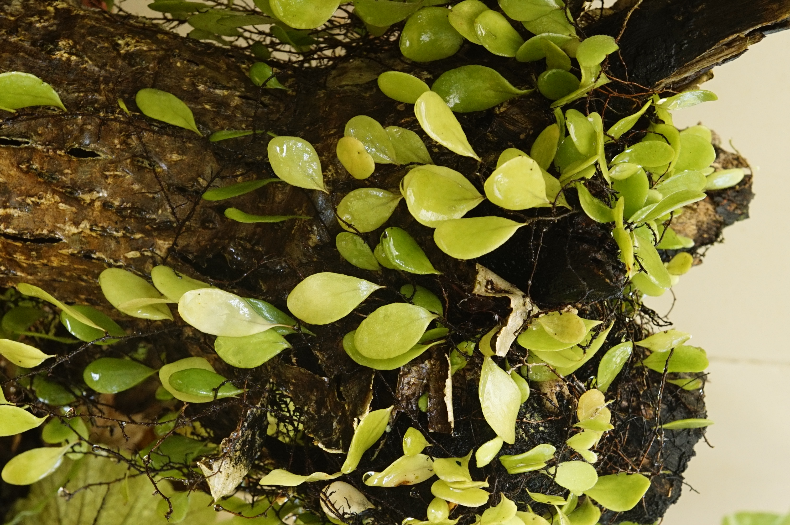 Pyrrosia heterophylla 8930