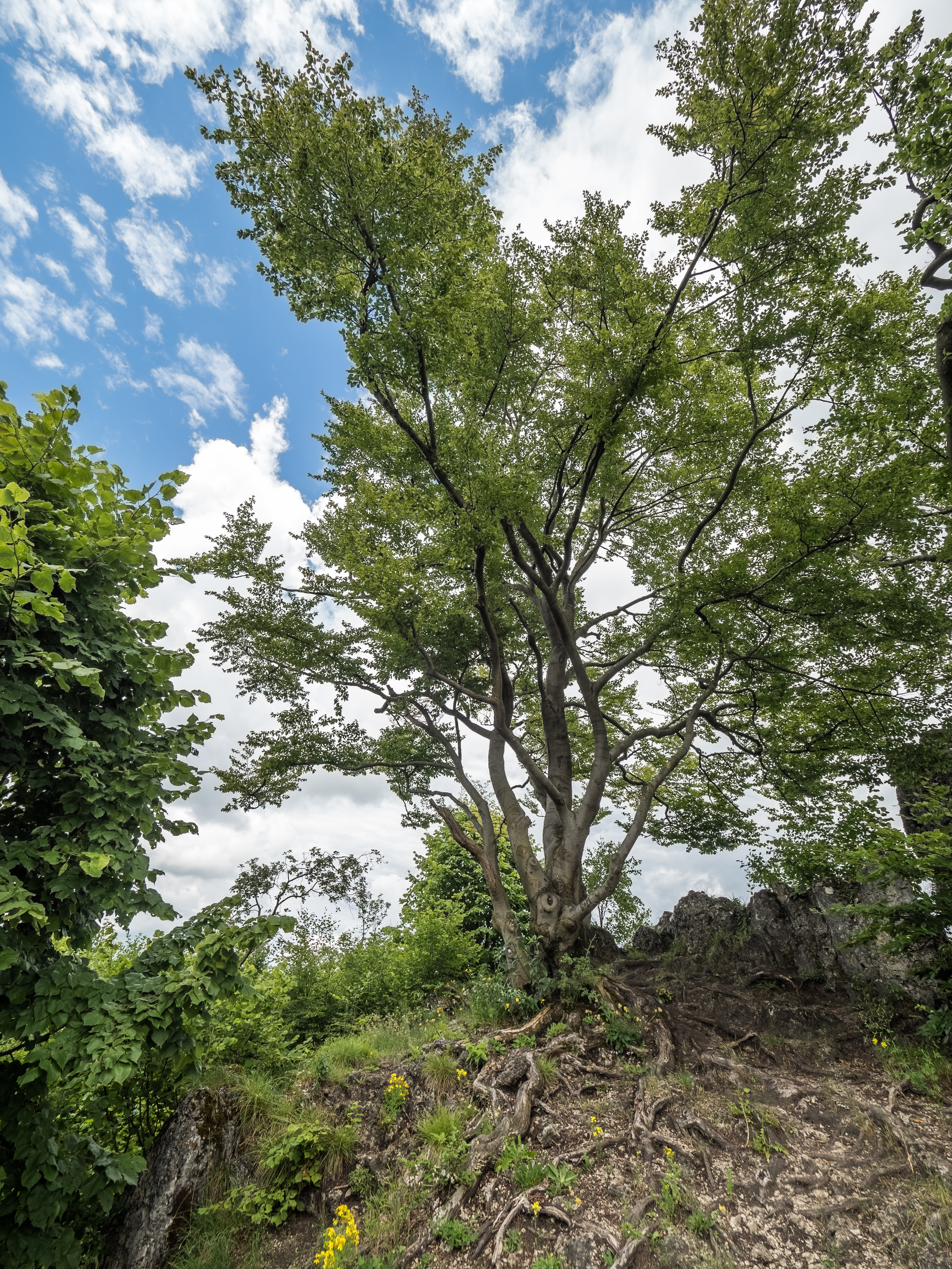Quackenschloss Baum 7038978