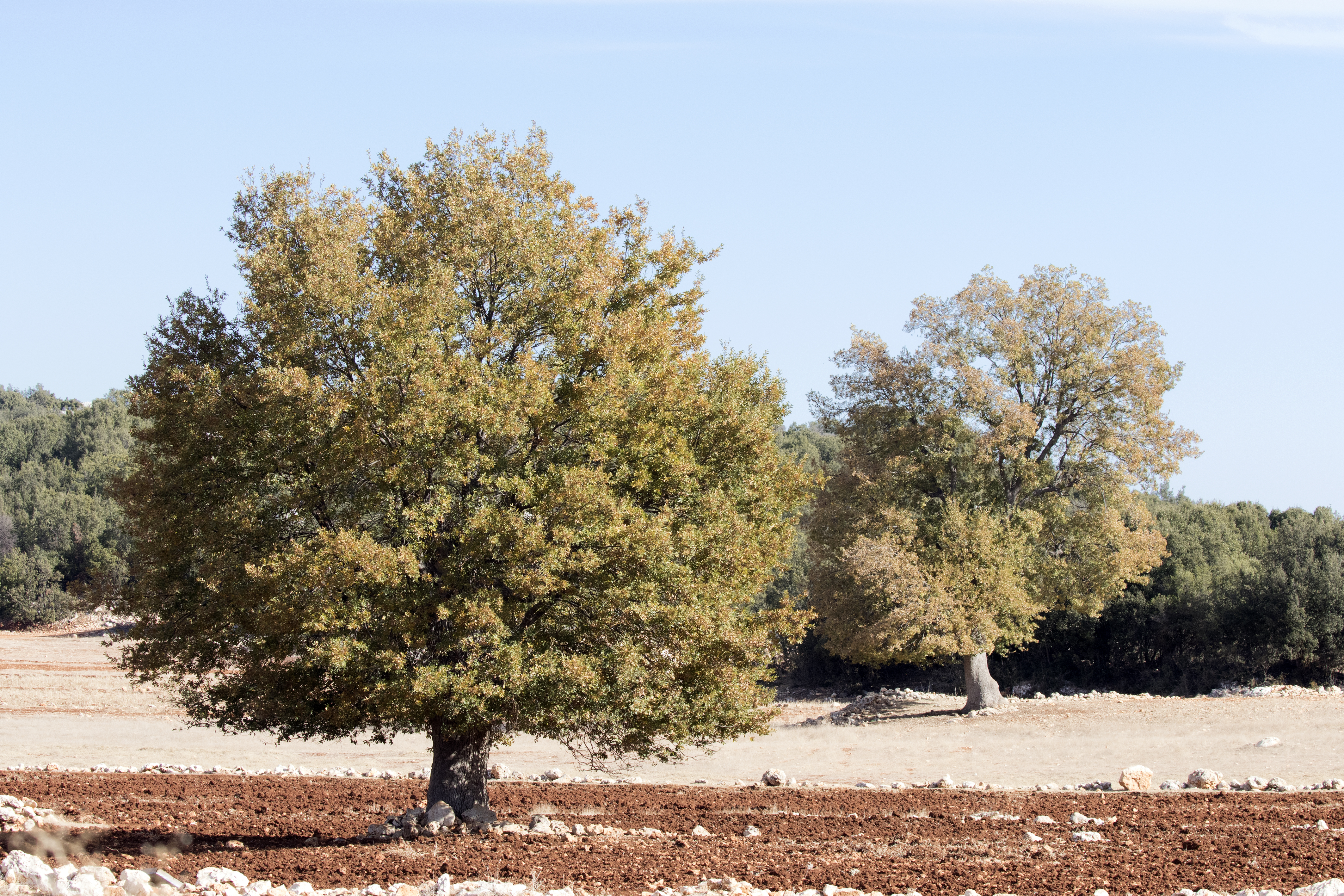Quercus - Oak, Mersin 2016-11-20 02-1