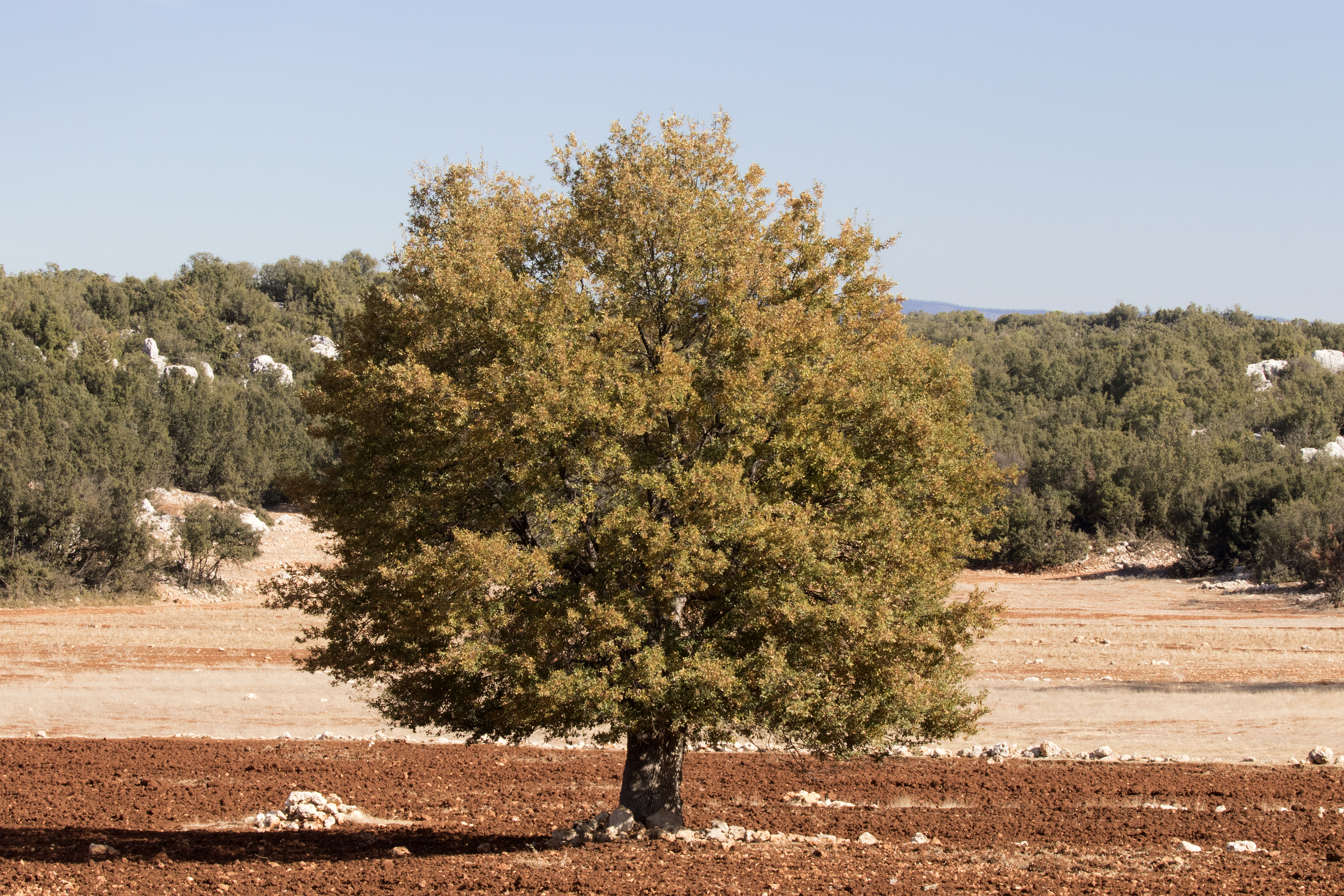 Quercus - Oak, Mersin 2016-11-20 03-2