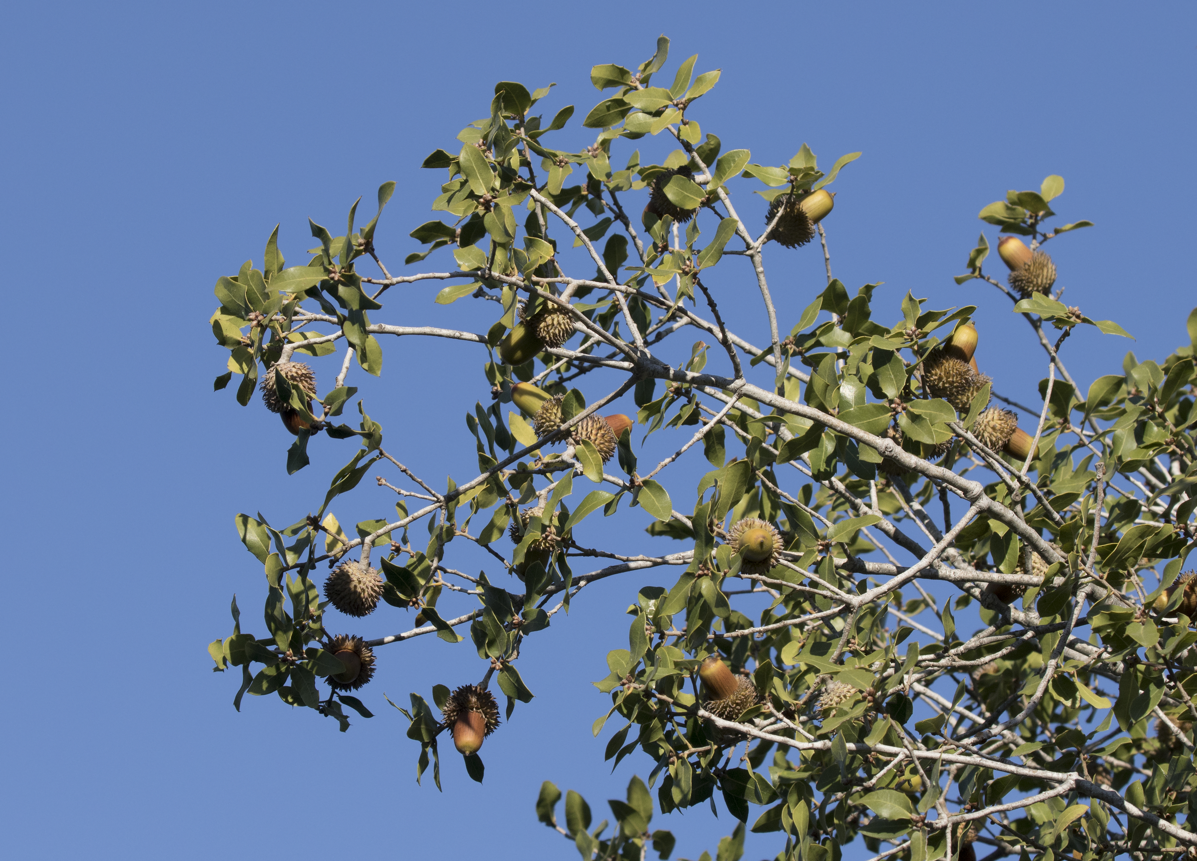 Quercus coccifera - Kermes oak, Adana 2016-11-27 01-1