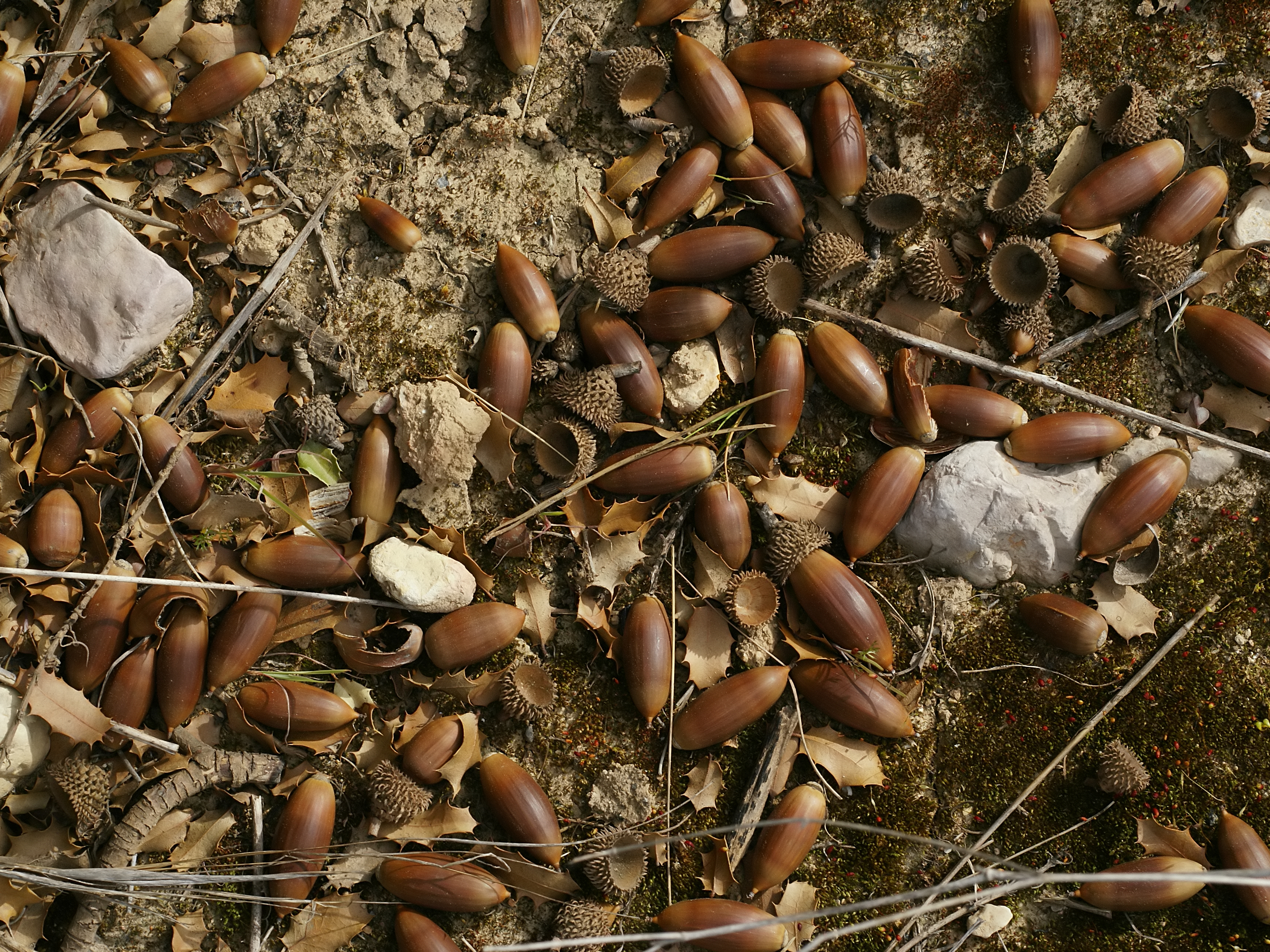 Quercus coccifera (acorns)