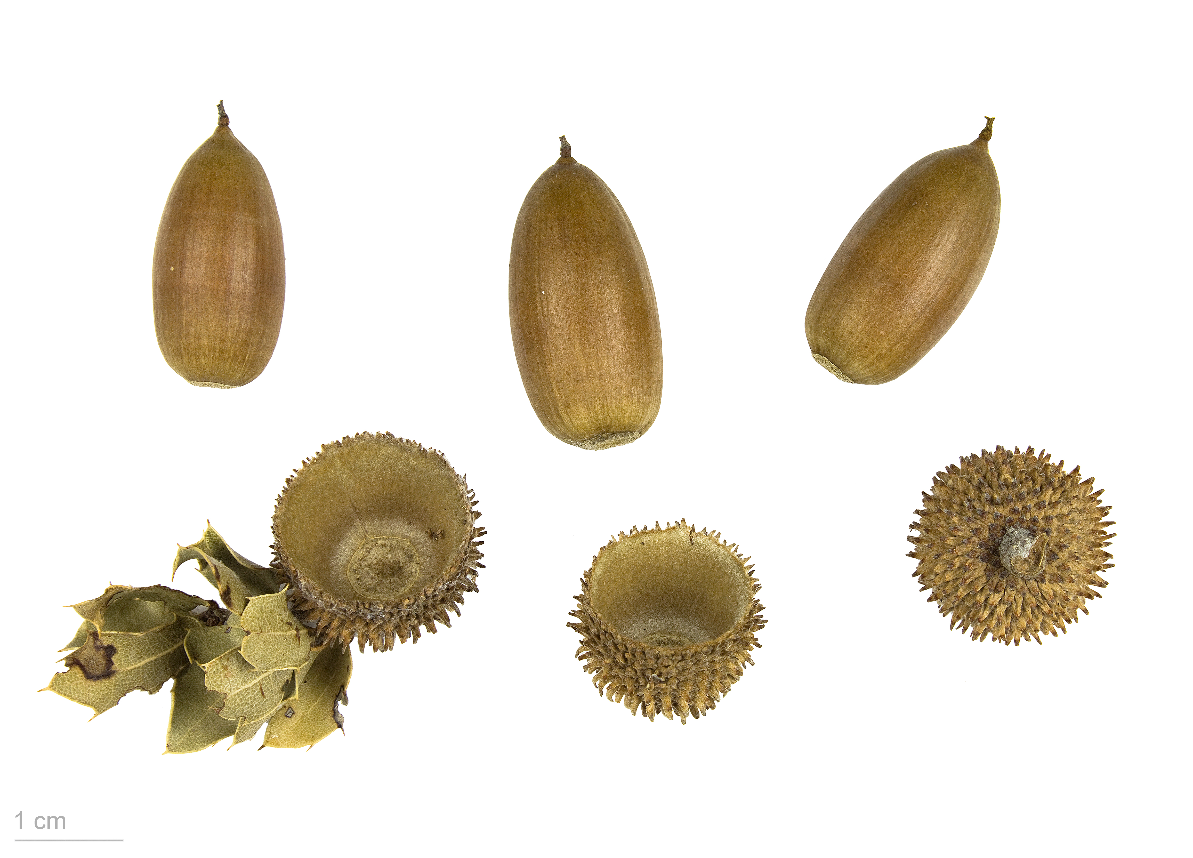 Quercus coccifera MHNT.BOT.2008.1.15