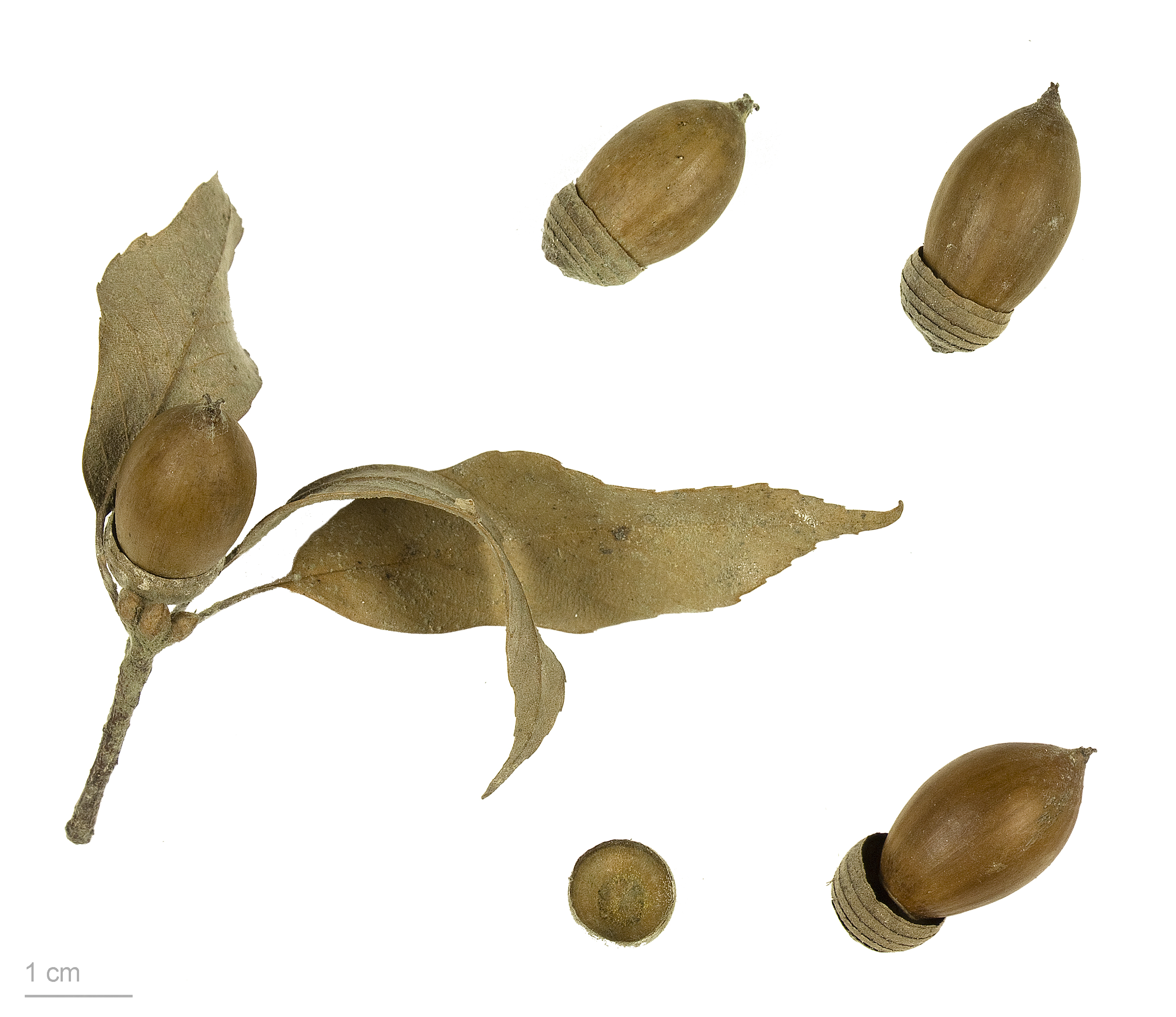 Quercus glauca MHNT.BOT.2010.4.2