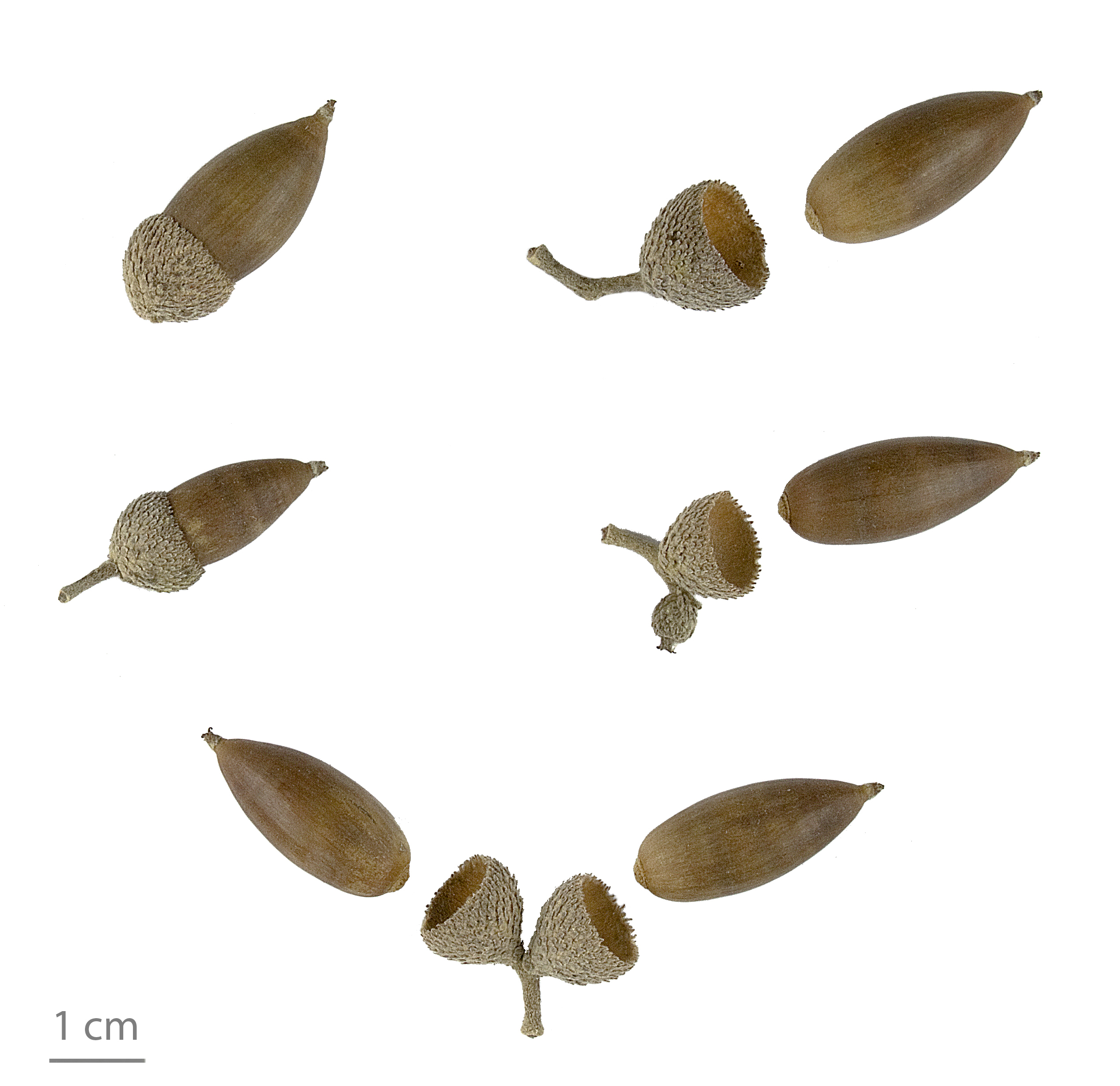 Quercus ilex MHNT.2006.0.1268